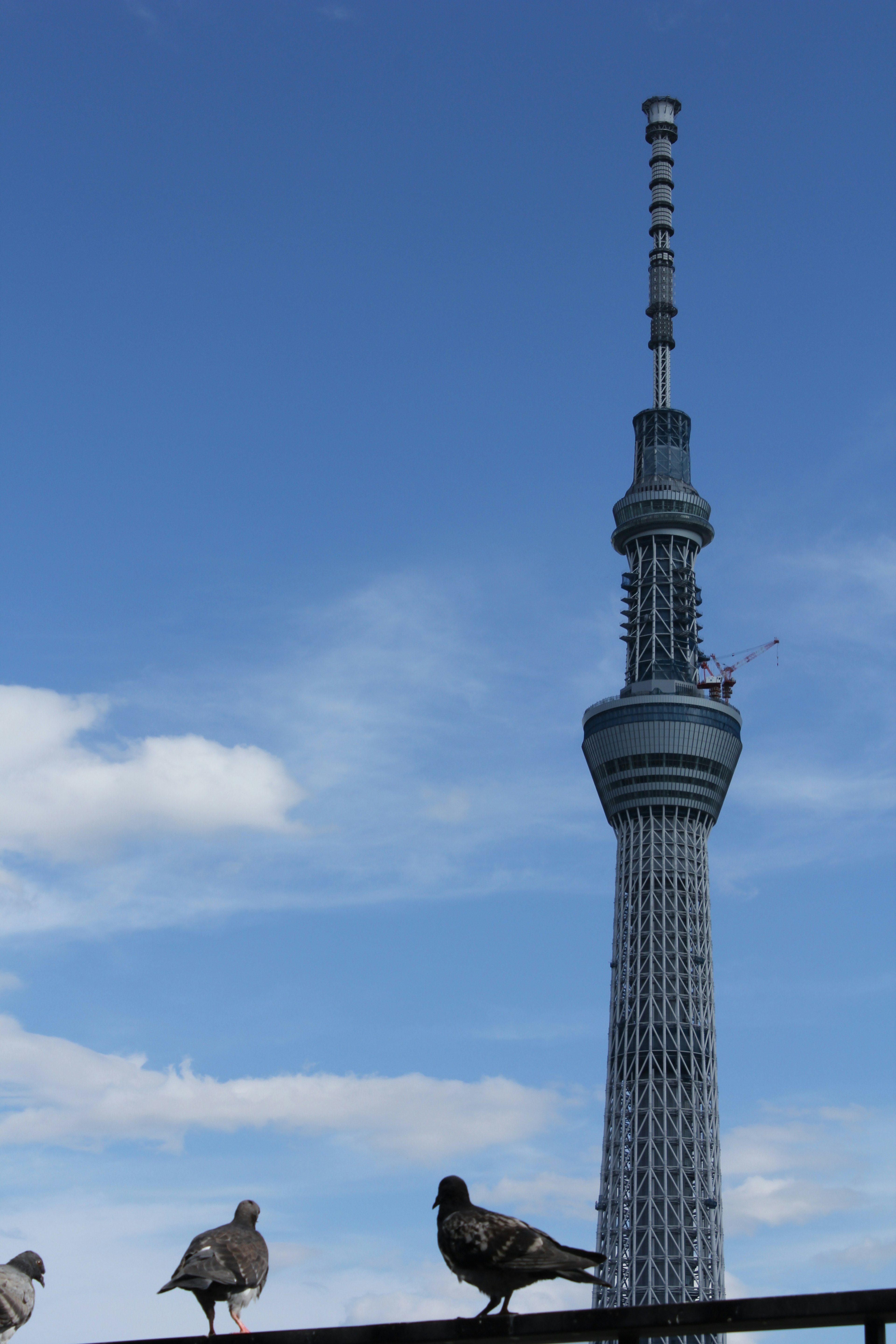 Tokyo Skytree con palomas en primer plano