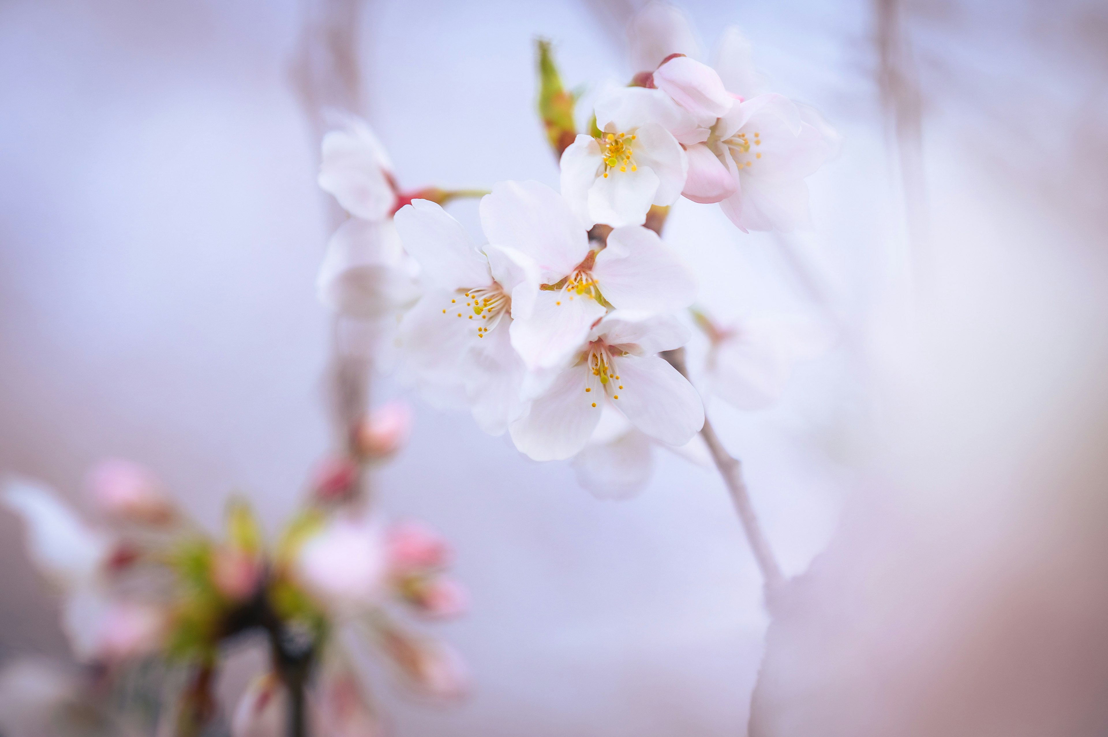 桜の花が咲いている柔らかな背景の写真