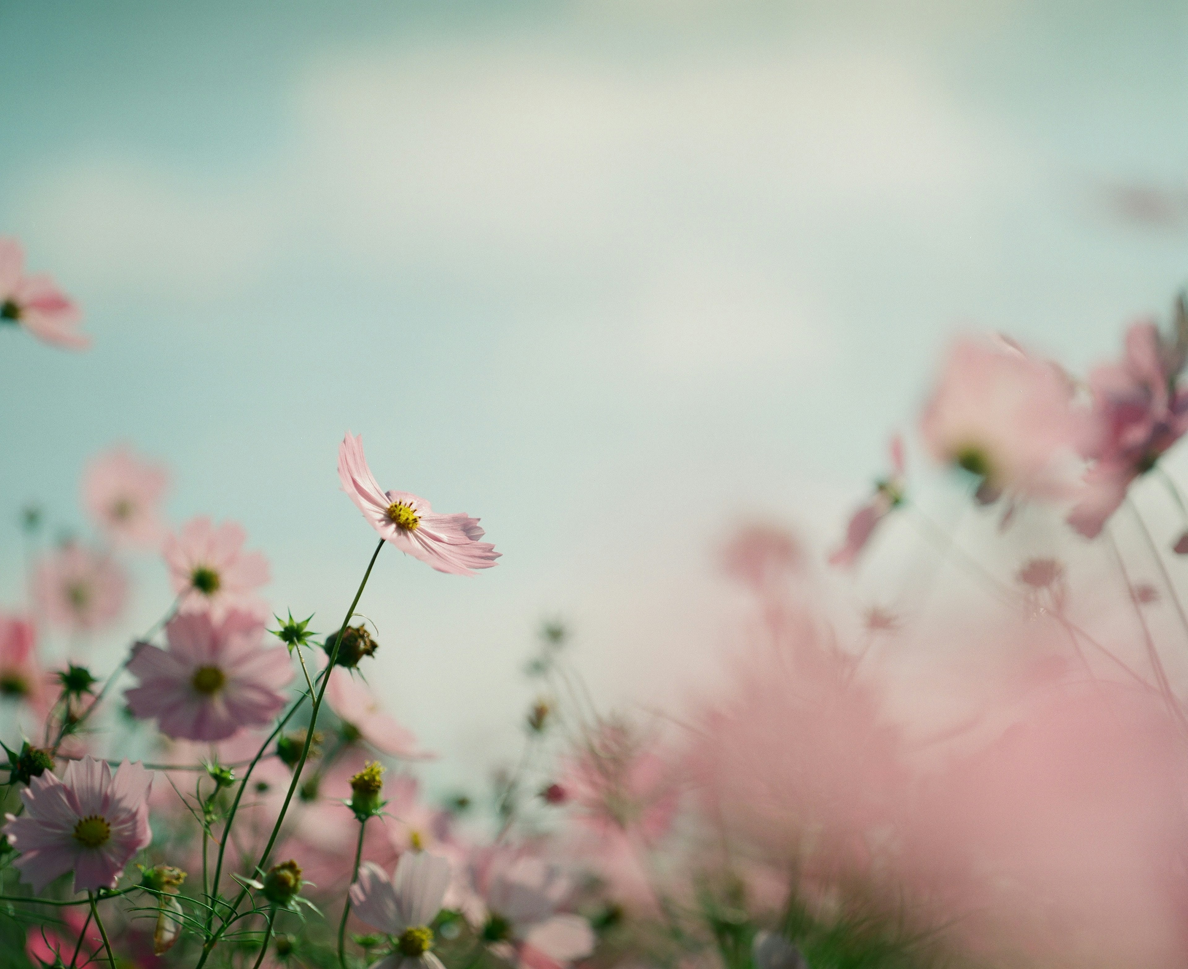 A field of soft pink flowers under a blue sky