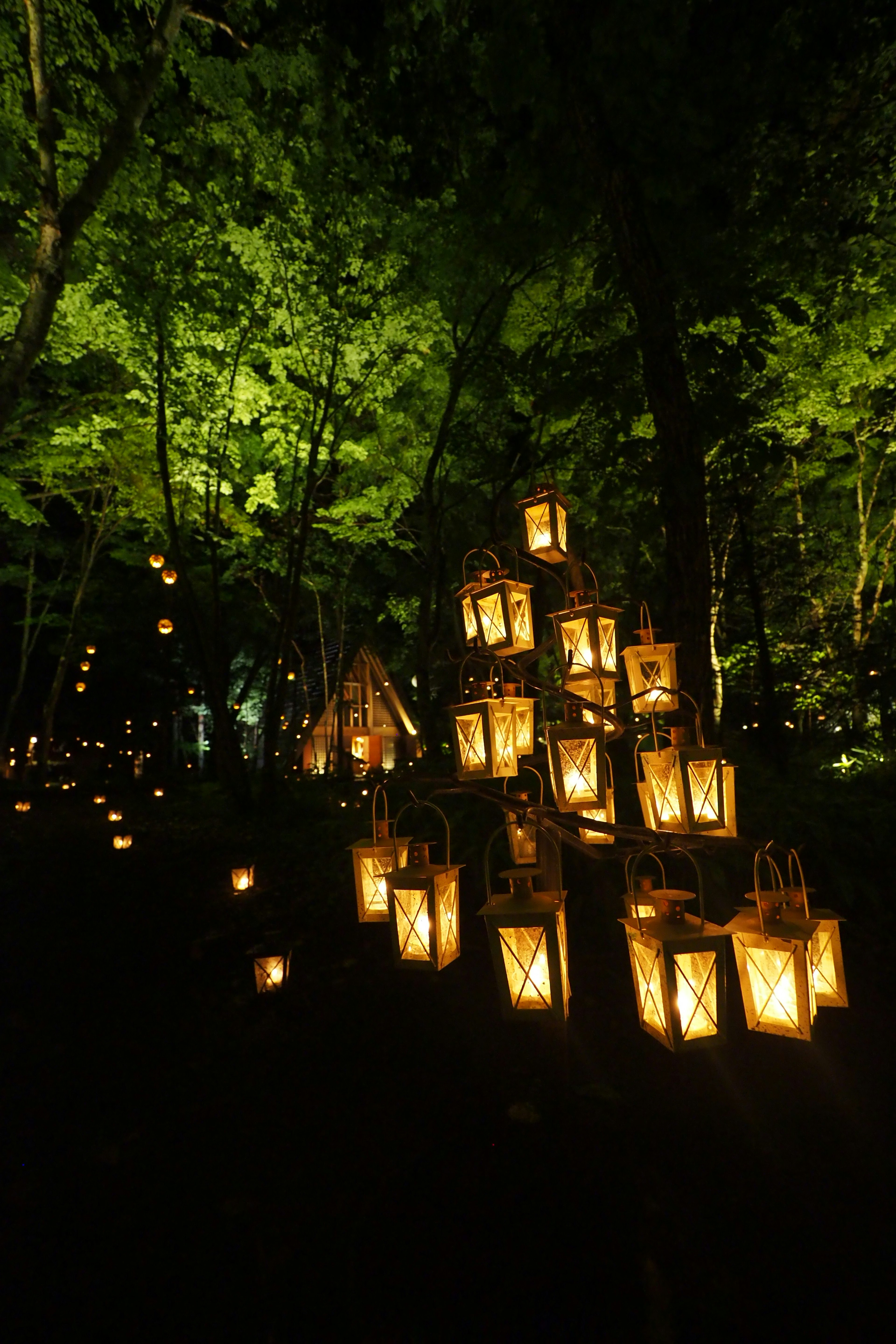 Illuminated lanterns in a dark forest creating a magical ambiance