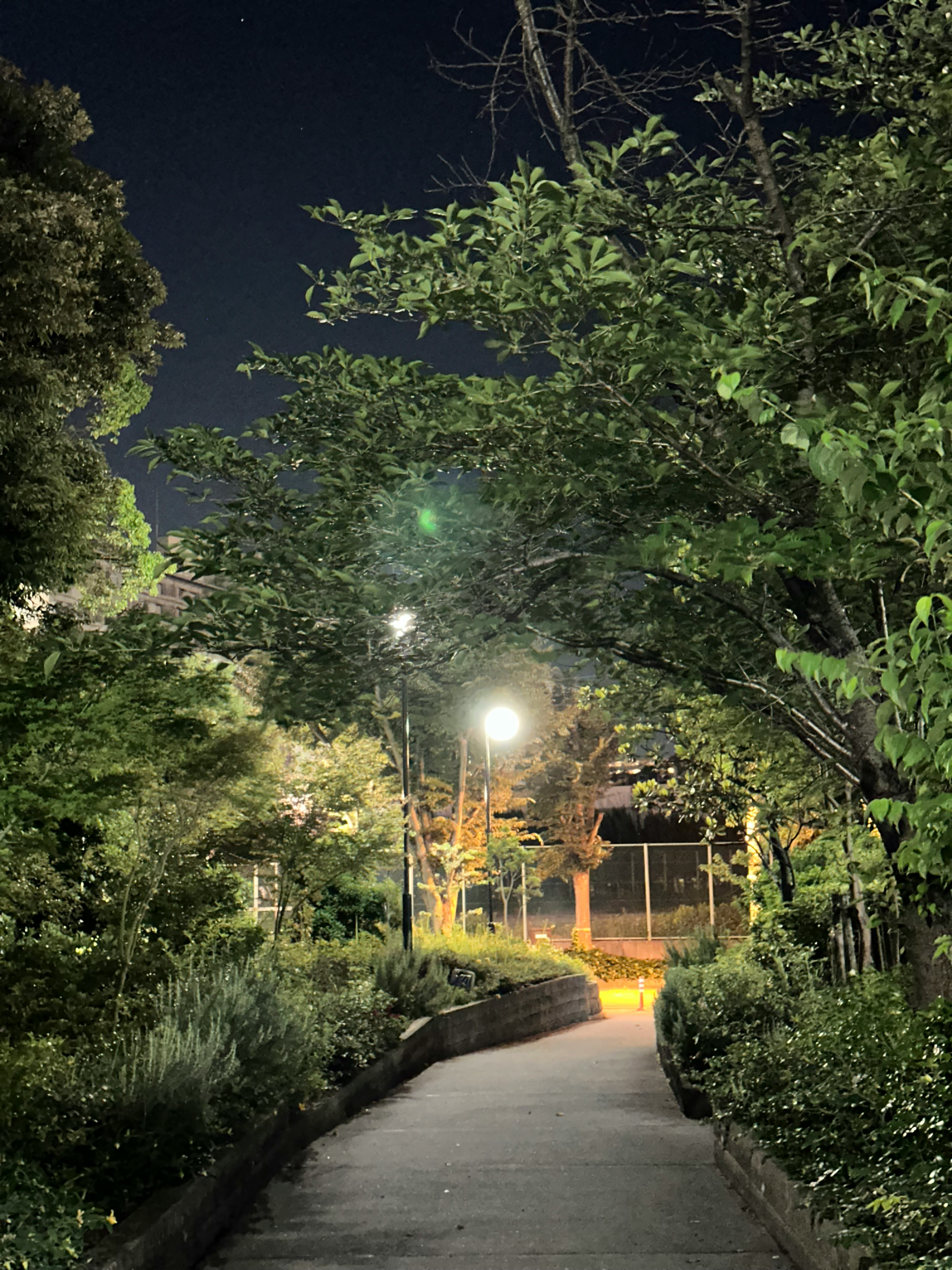 Sentier bordé d'arbres dans un parc la nuit avec des lampadaires