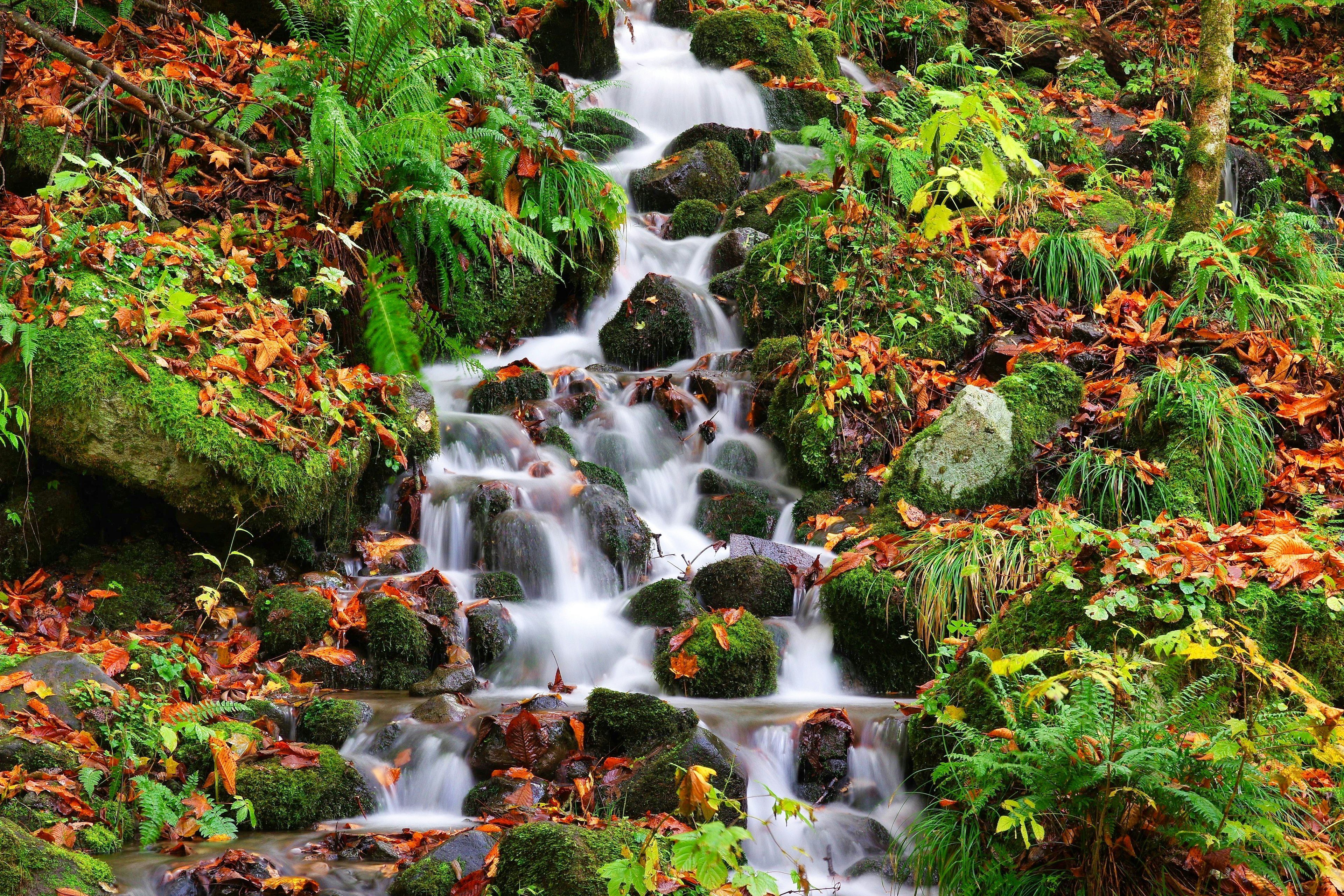 Ein schöner Bach, der über moosbedeckte Steine fließt, umgeben von herbstlichen Blättern