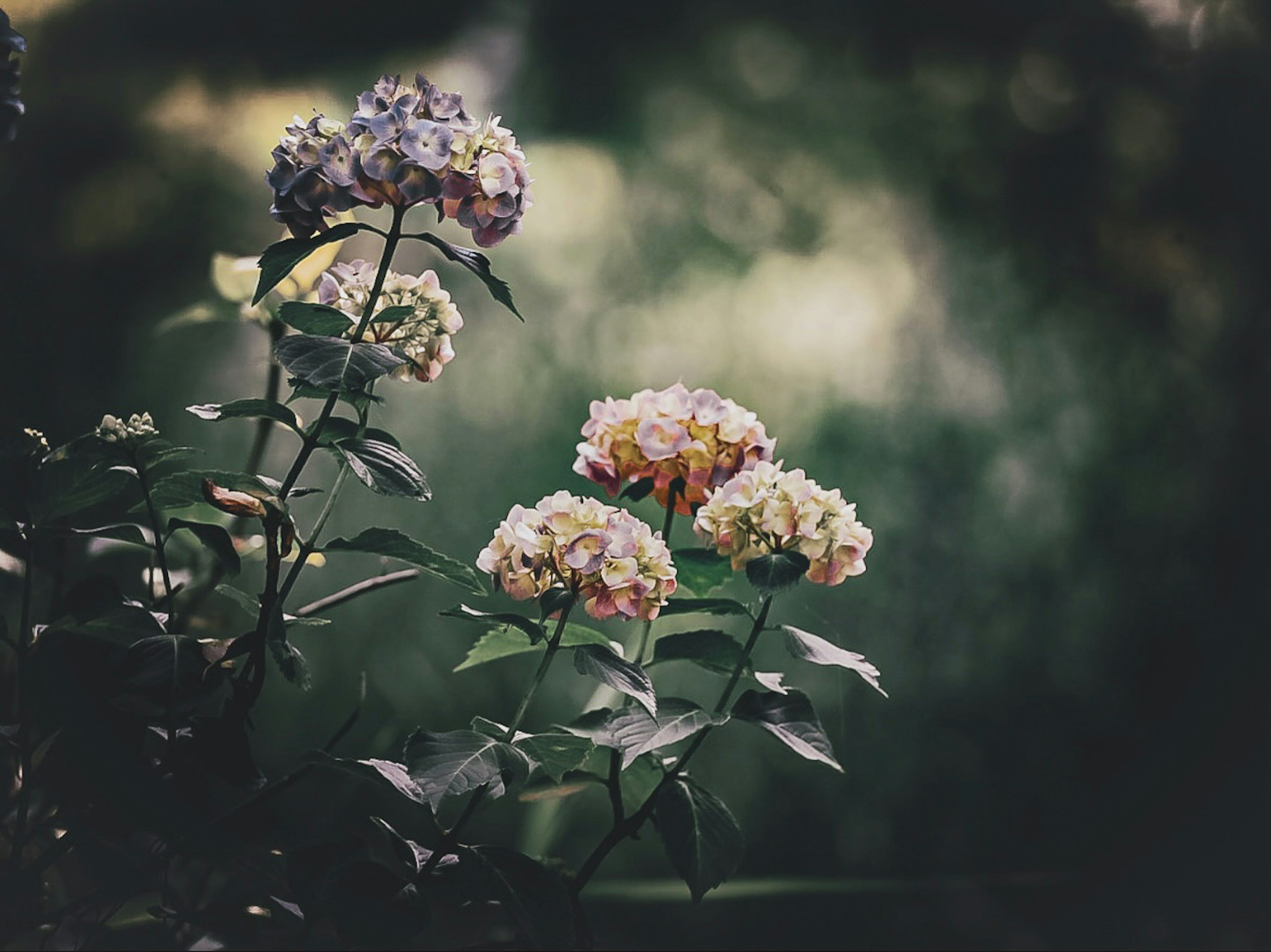 薄暗い背景に咲く色とりどりの紫陽花の花