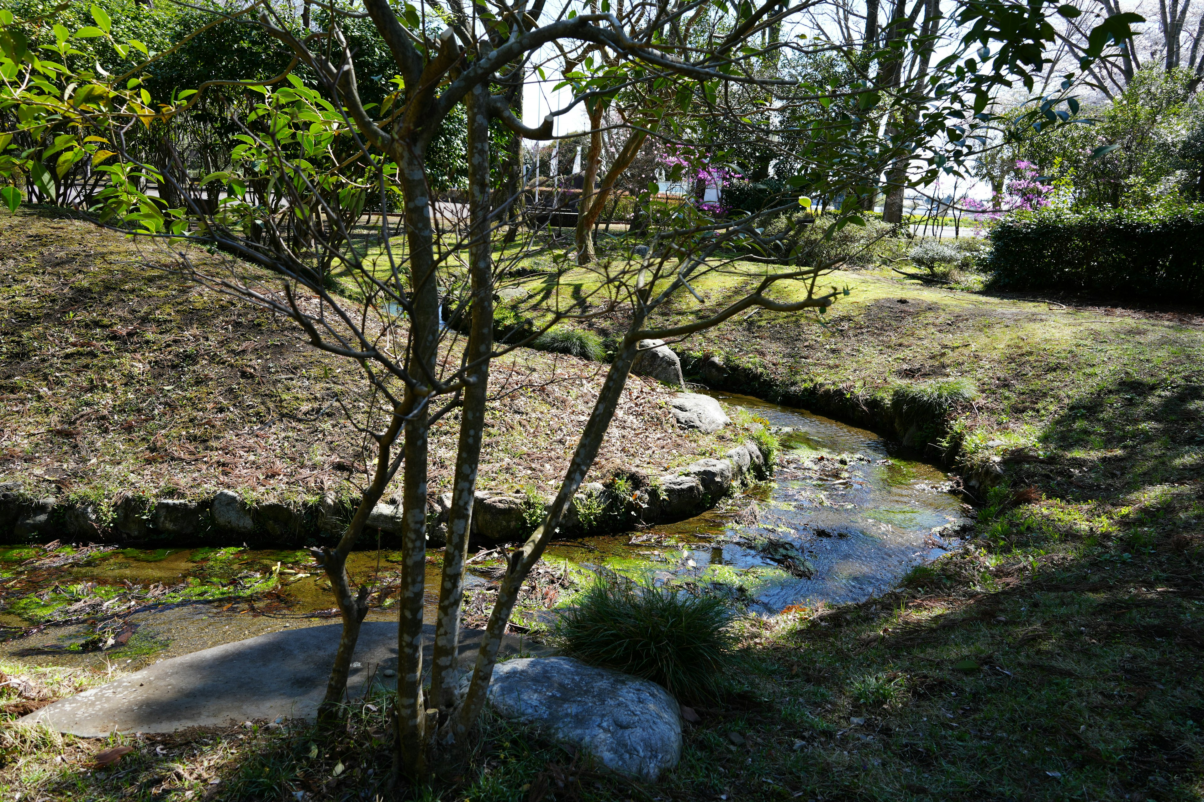 緑豊かな風景に流れる小川と木々が見える公園の一角