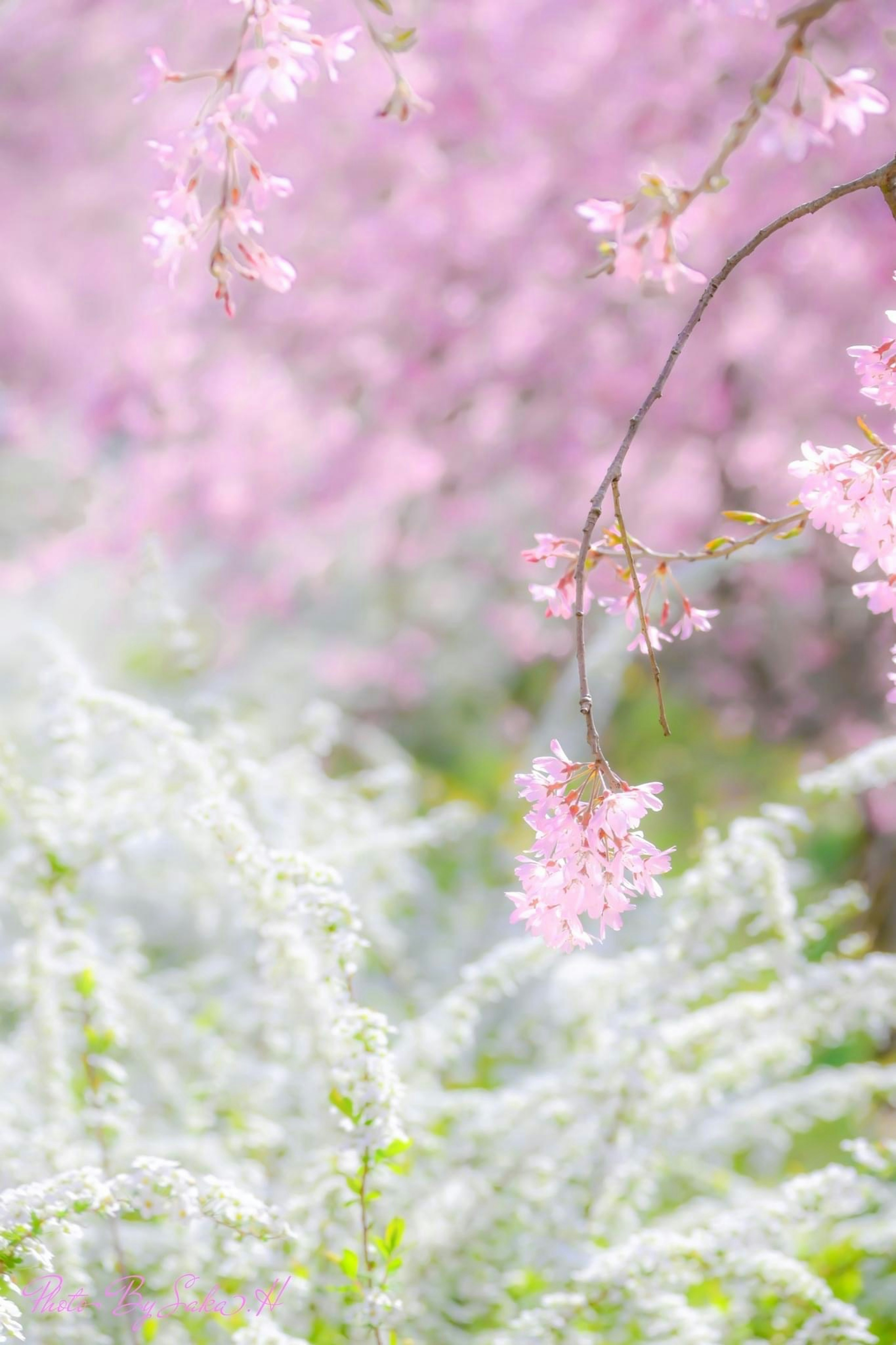 Delicate pink blossoms hanging from branches with a background of white flowers