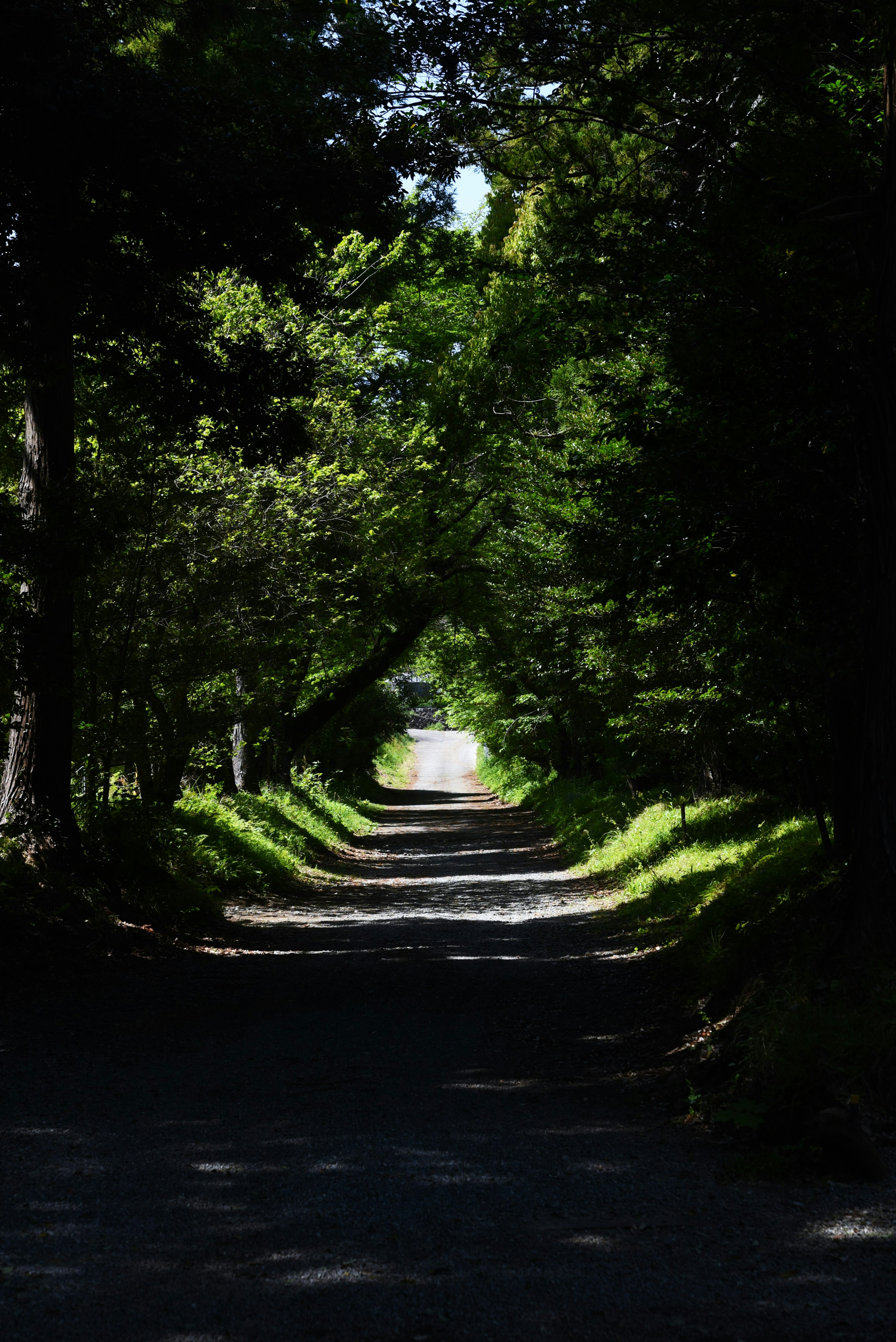 A serene path surrounded by lush greenery