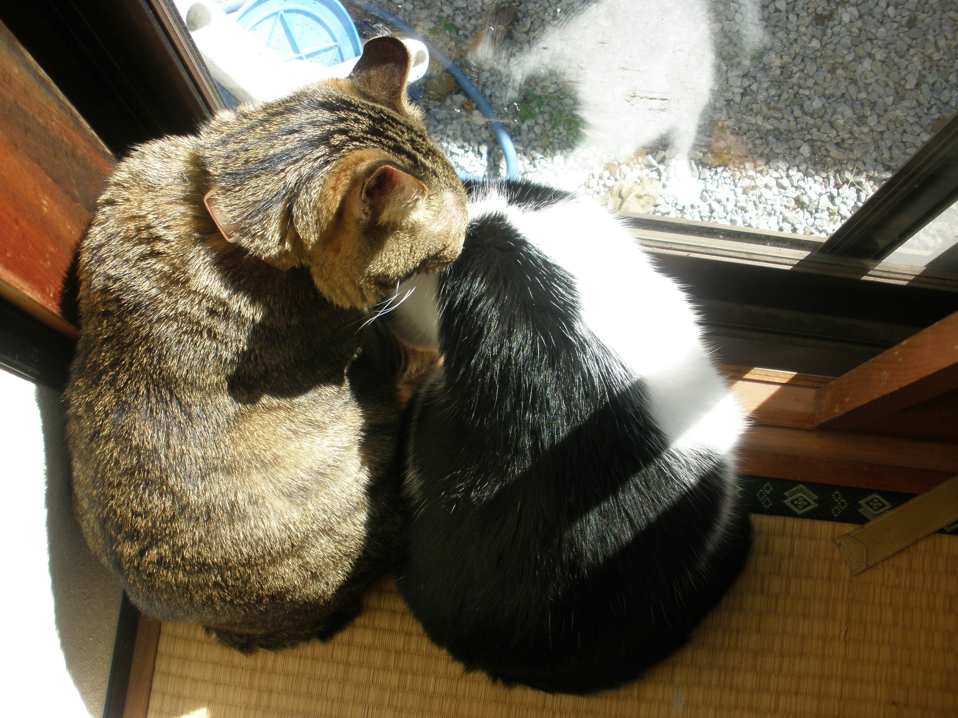 Zwei Katzen kuscheln sich im Sonnenlicht an einem Fenster