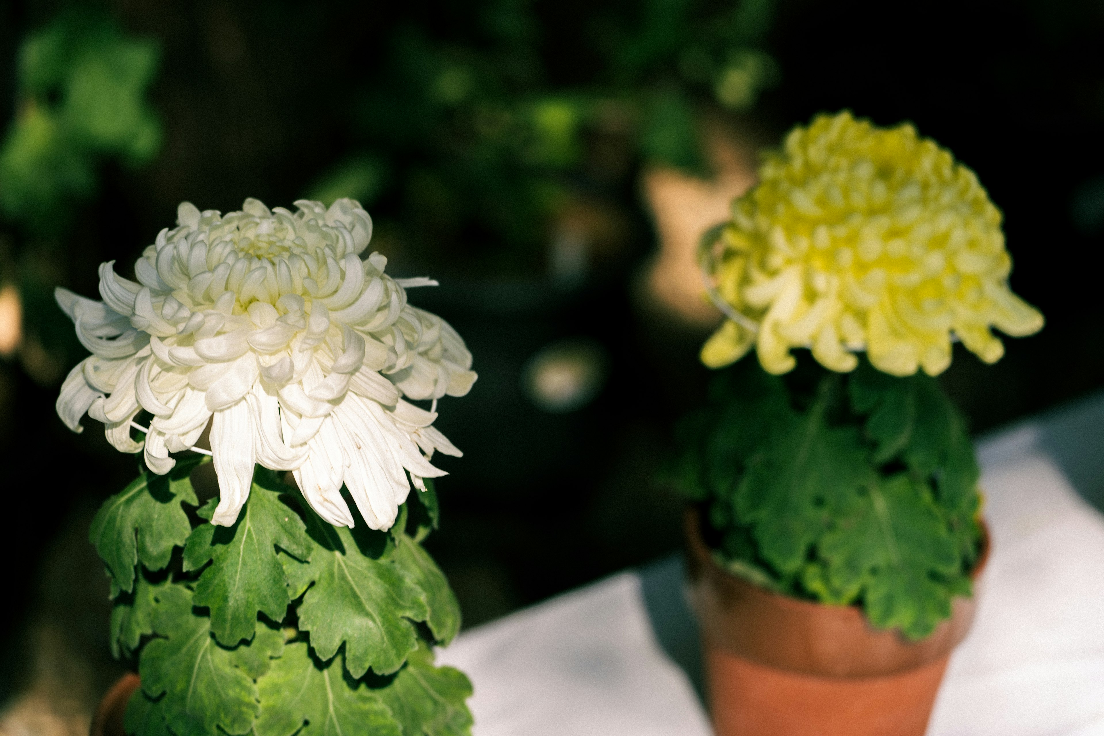 白と黄色の菊の花が鉢に入っている