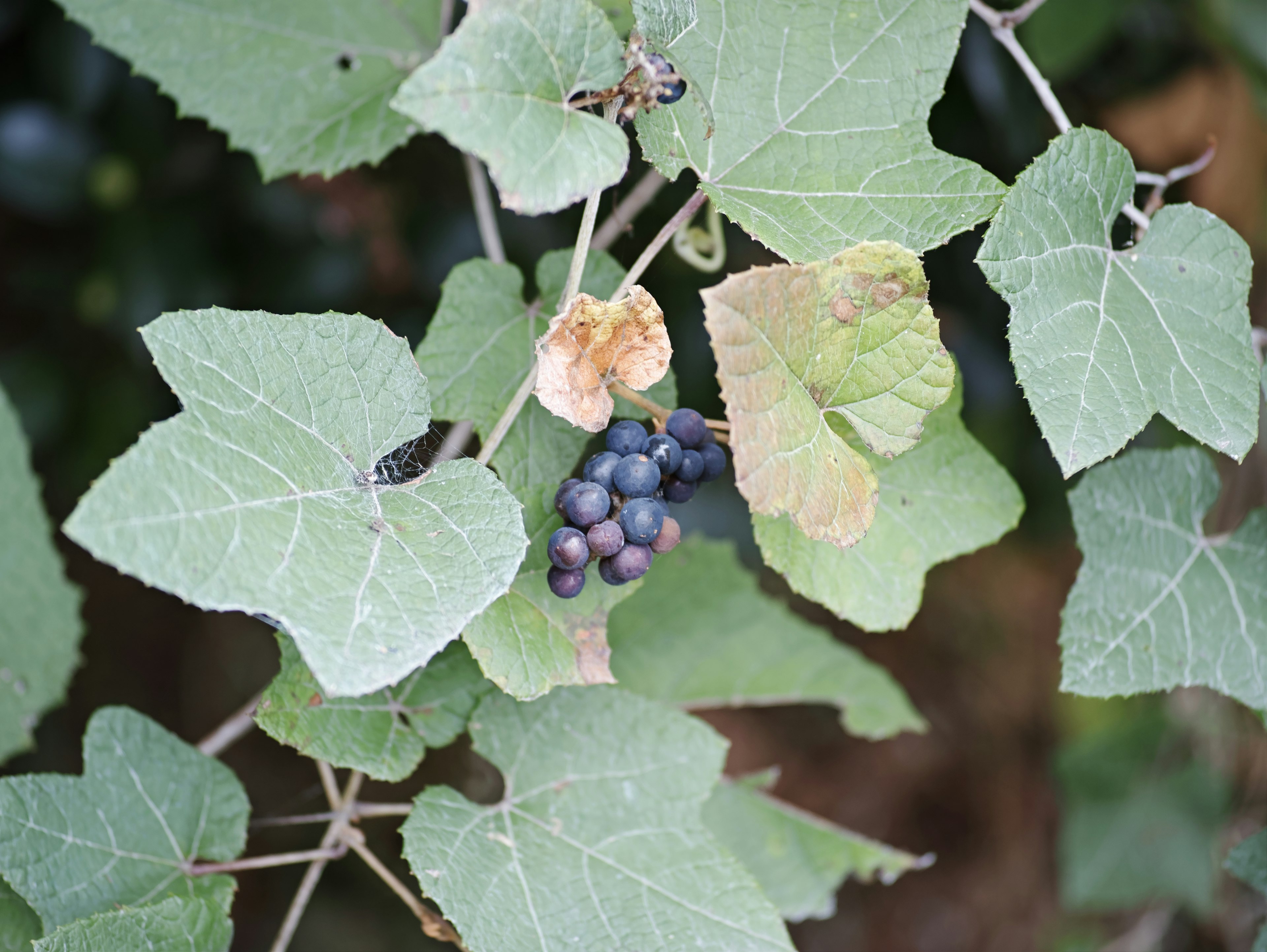 Primer plano de una planta con hojas verdes y racimos de uvas negras