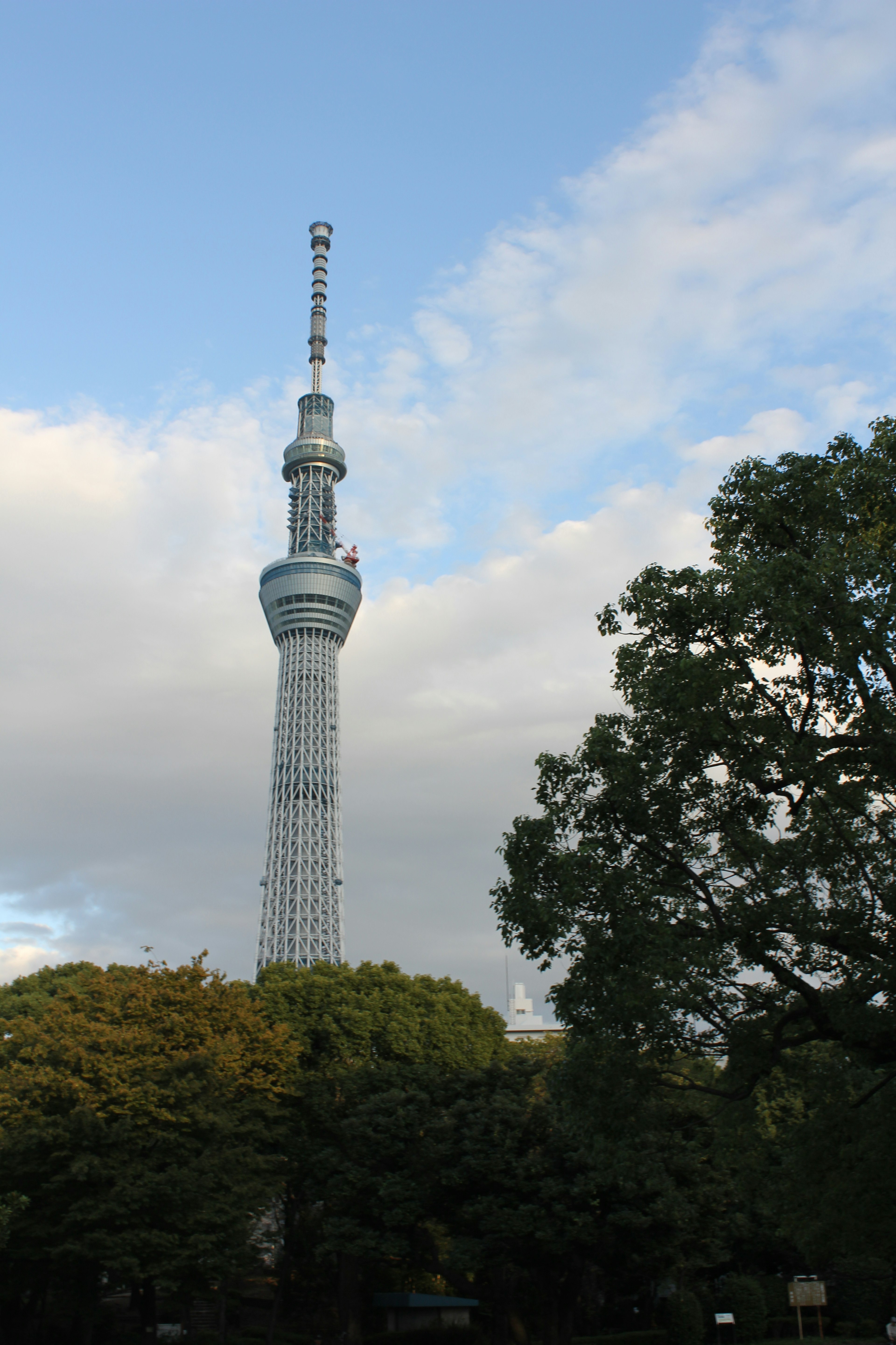 東京スカイツリーが青空の下に立っている様子と周囲の木々