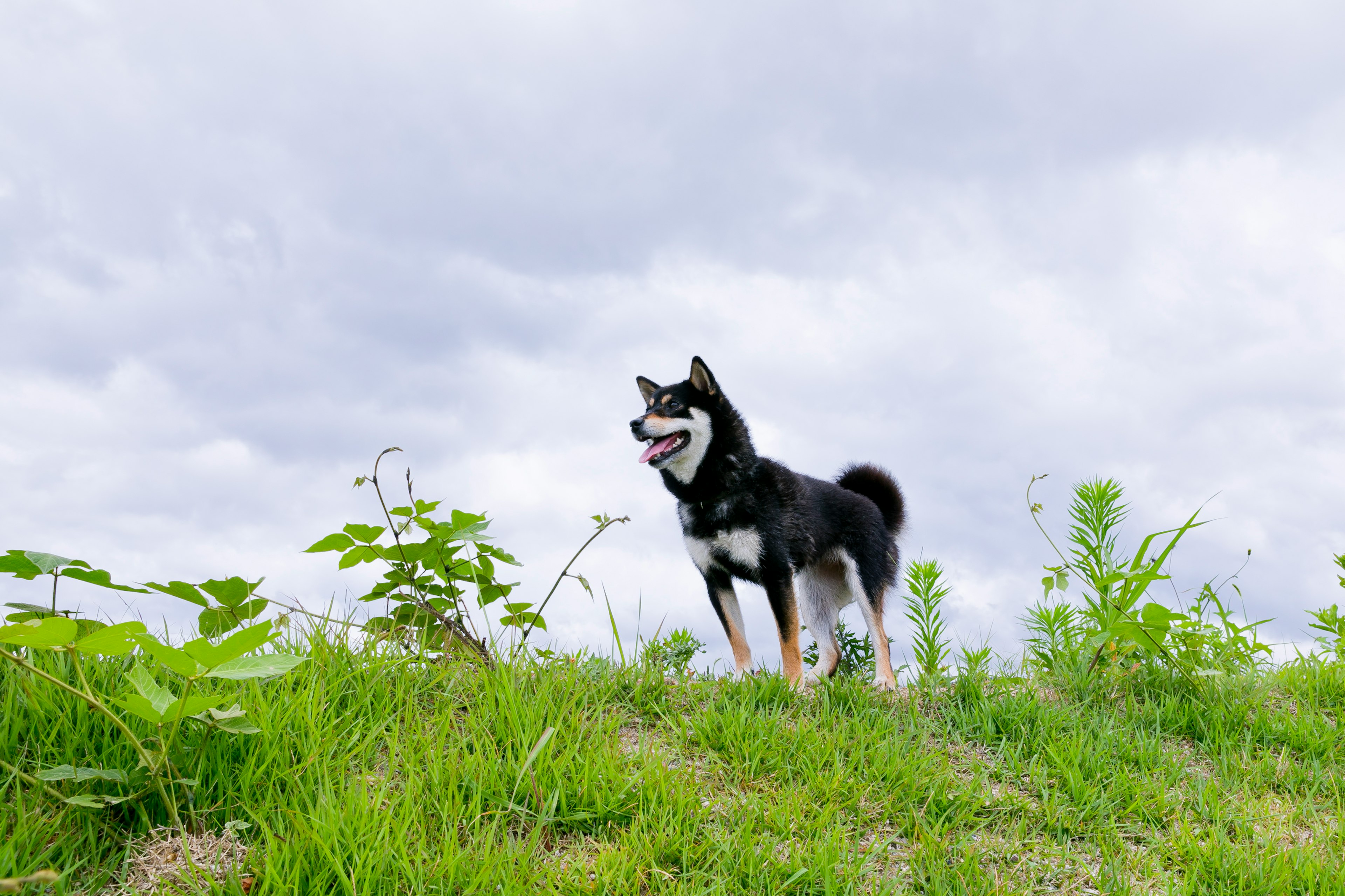 Seekor Shiba Inu hitam berdiri di atas rumput dengan langit mendung