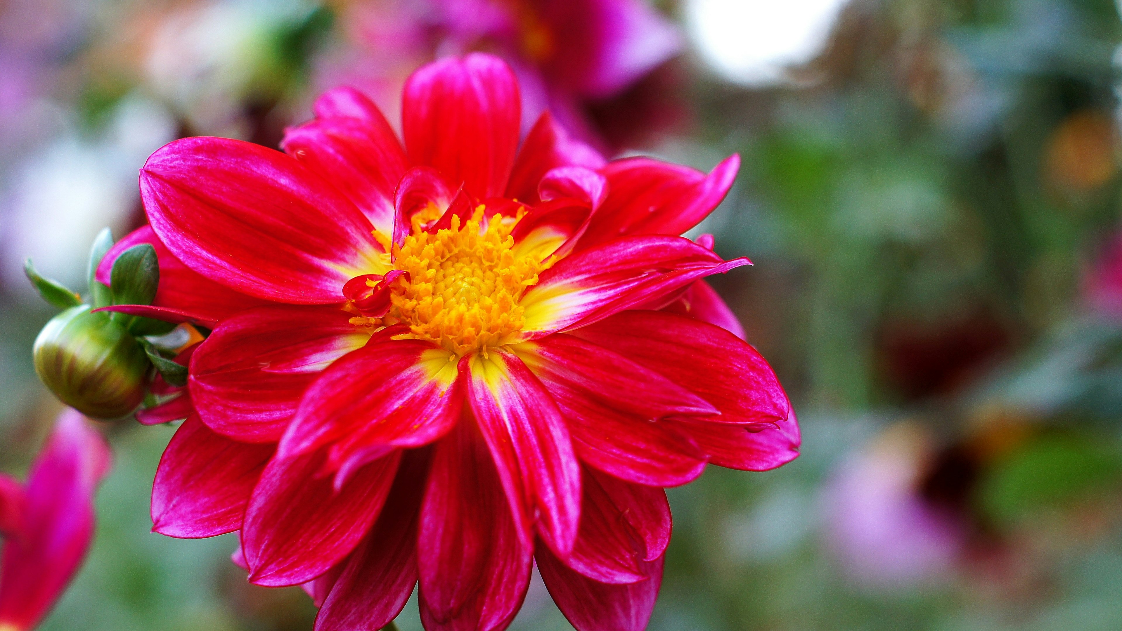 鮮やかなピンクのダリアの花が咲いている