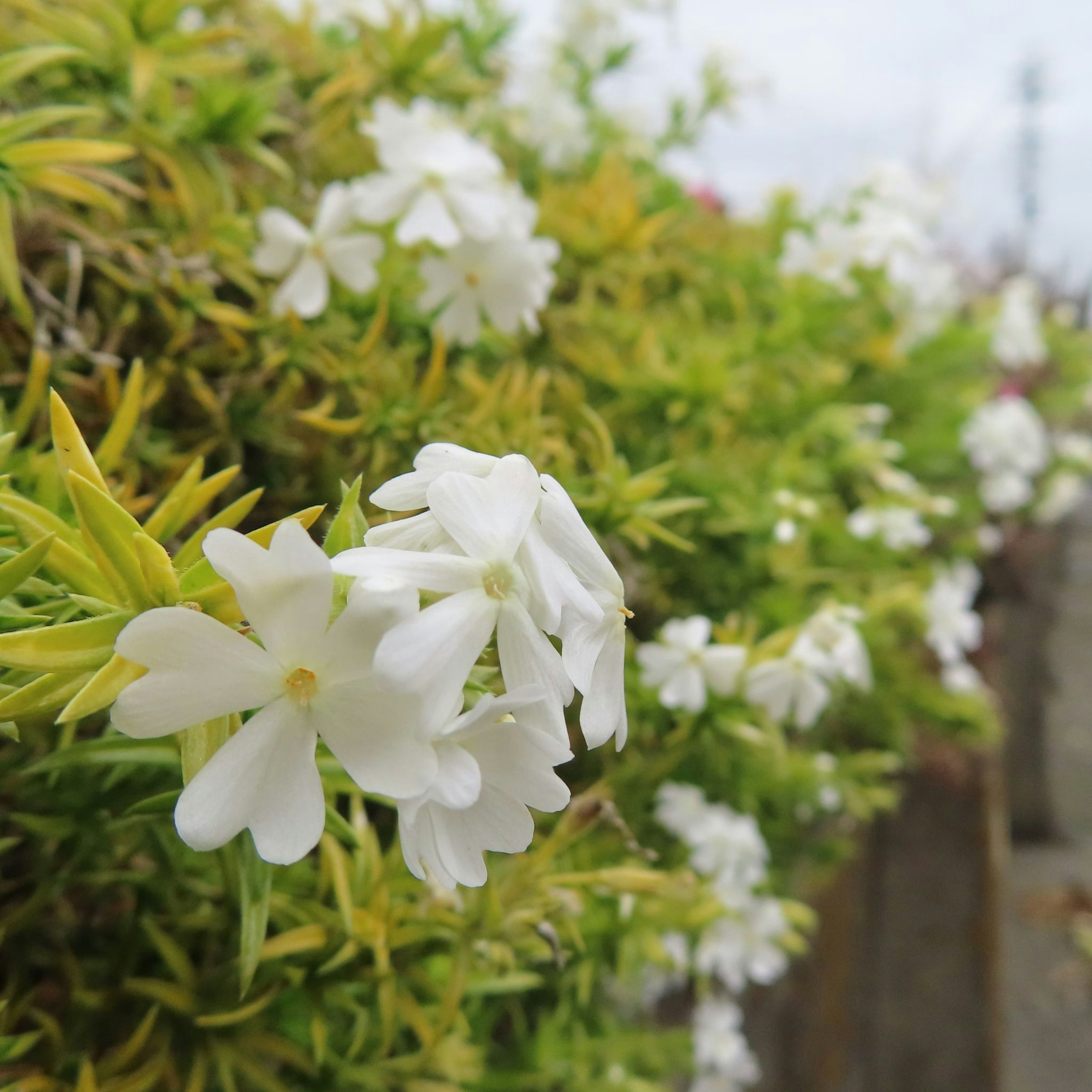 ภาพใกล้ของดอกไม้สีขาวที่บานอยู่บนใบไม้สีเขียว