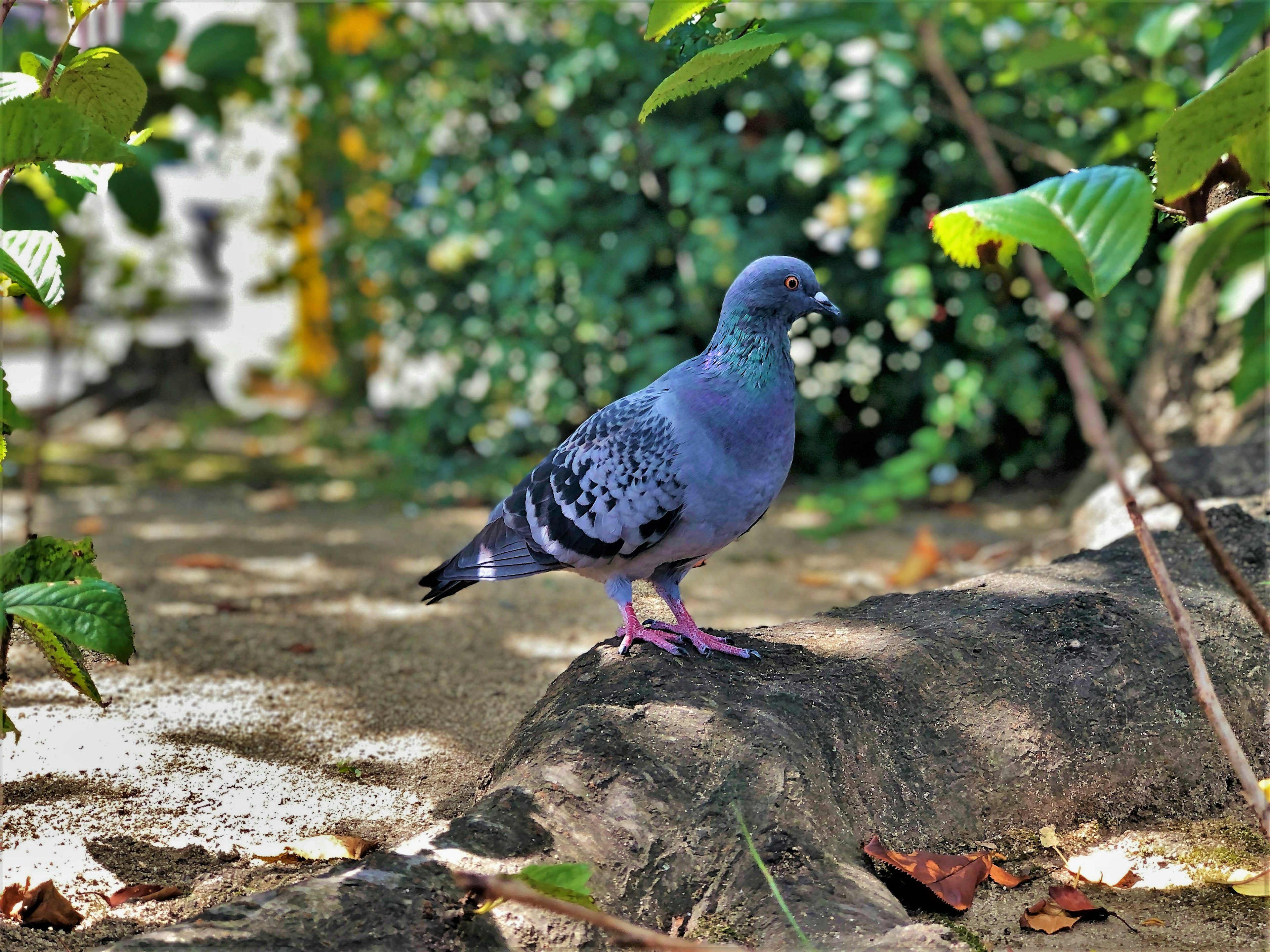 นกพิราบสีน้ำเงินยืนอยู่บนหินพื้นหลังสีเขียว