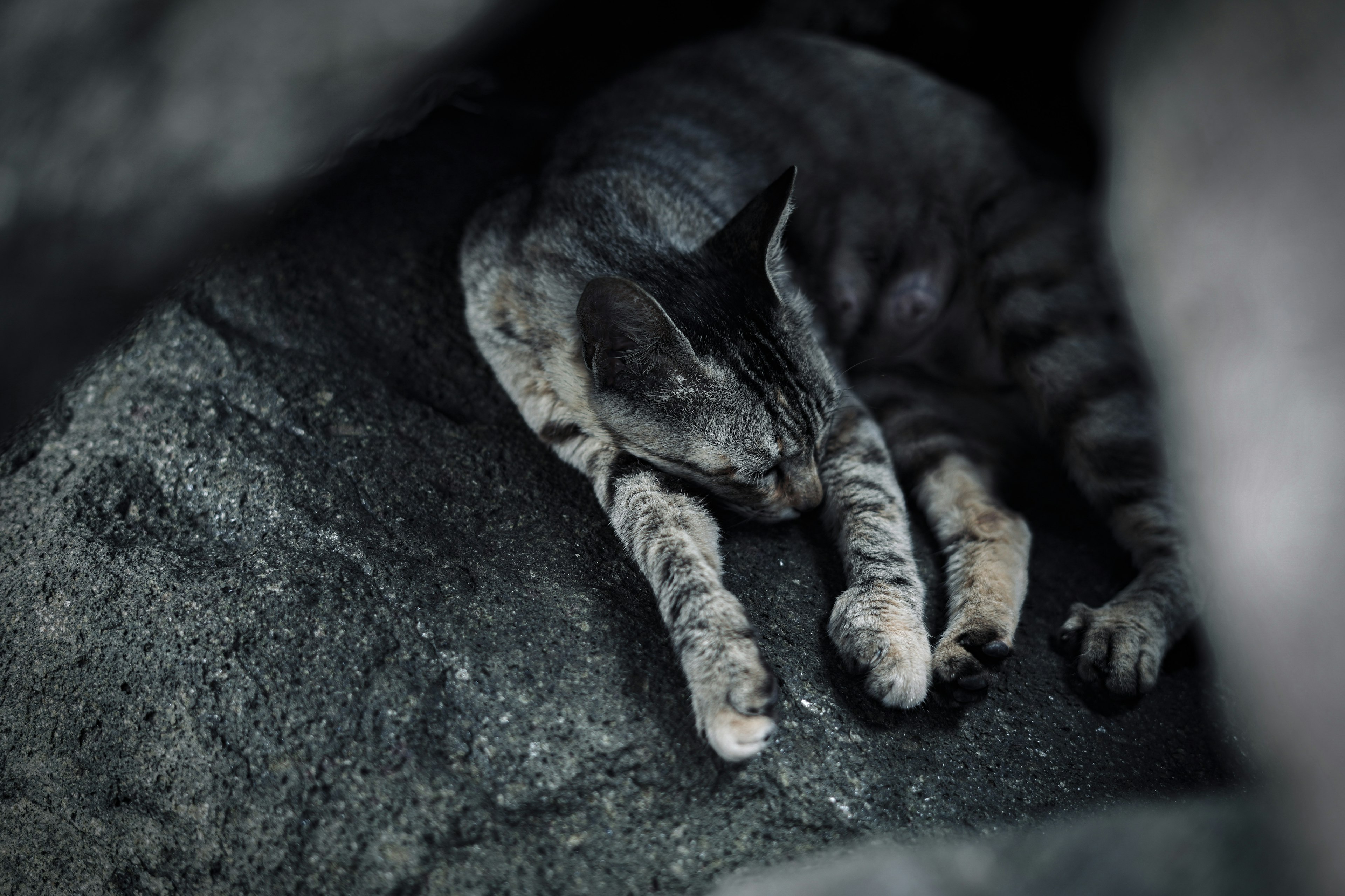 Gray cat sleeping between rocks