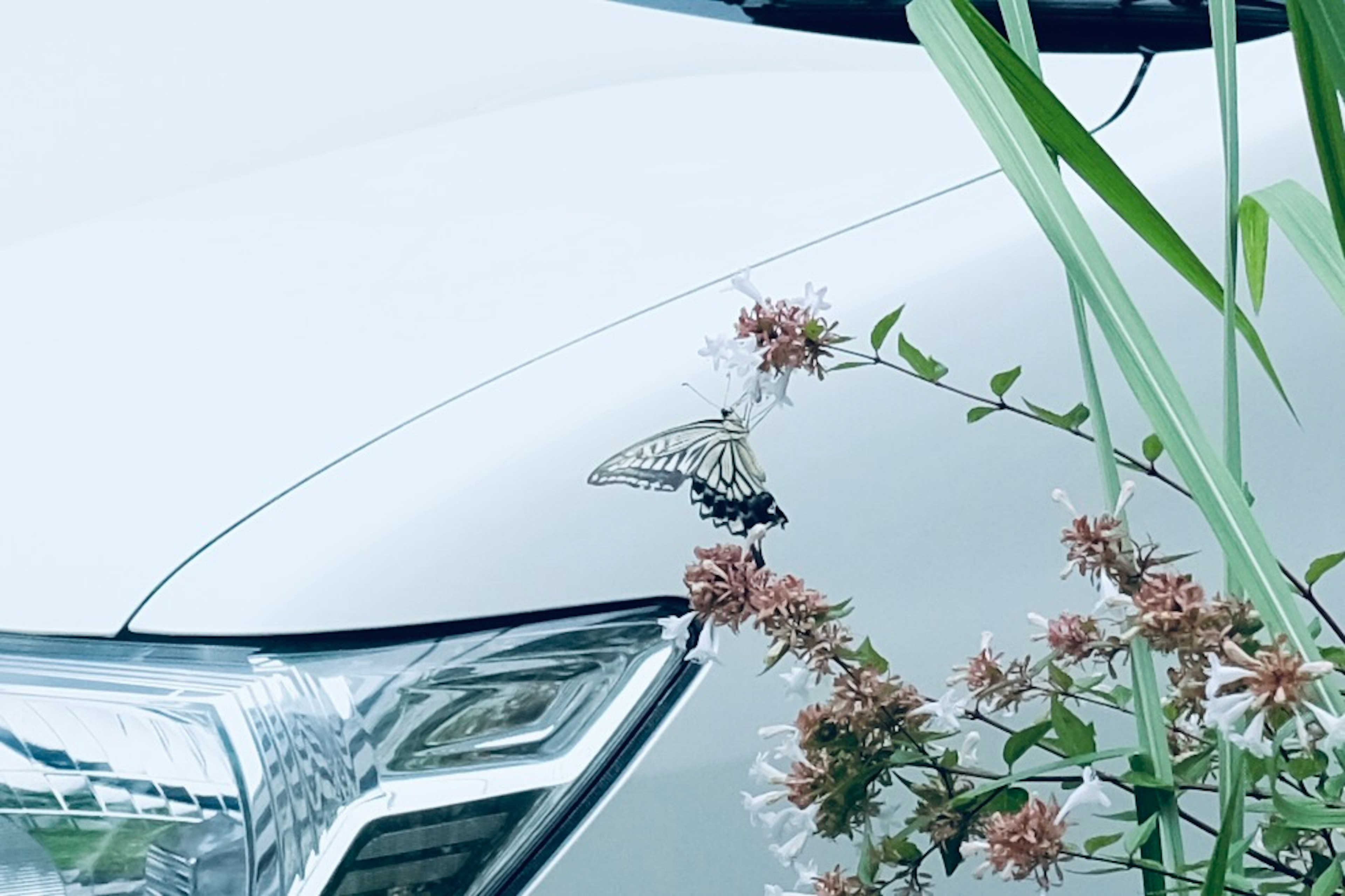 Schmetterling auf der Motorhaube eines weißen Autos umgeben von Pflanzen