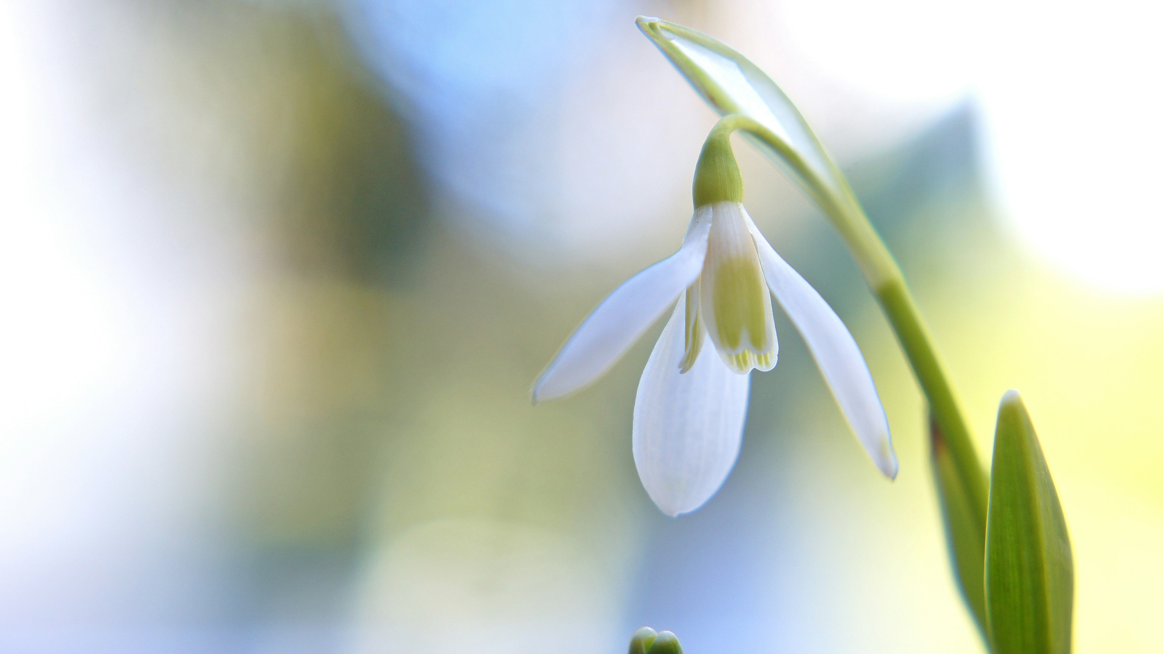 Snowdrop flower with a soft focus background