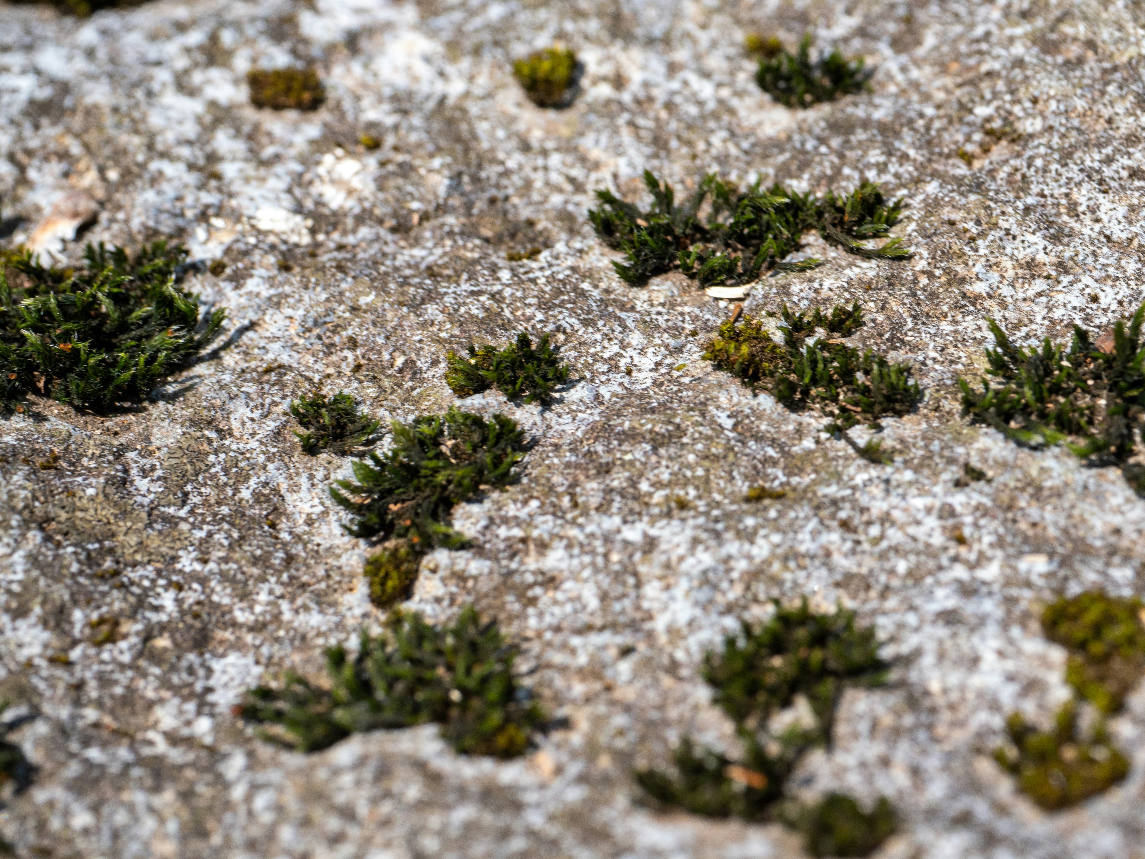 Primo piano di muschio verde che cresce su una roccia