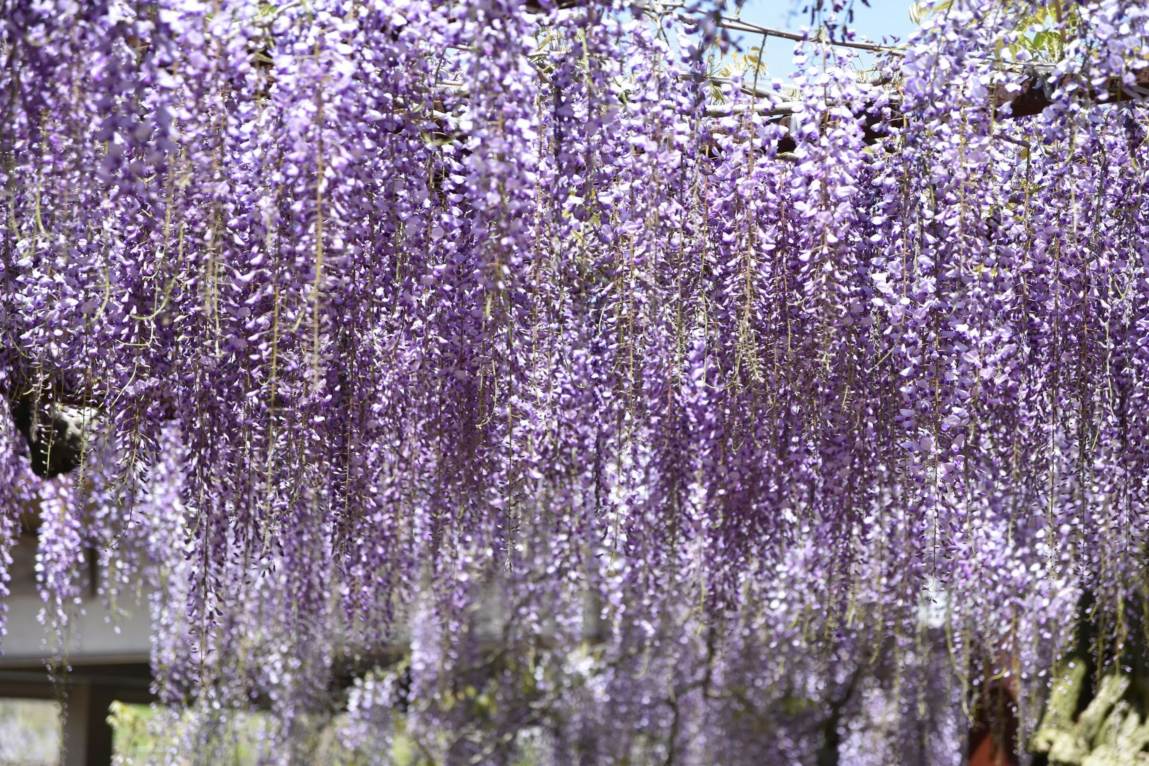 Vue magnifique de fleurs de glycine violettes suspendues