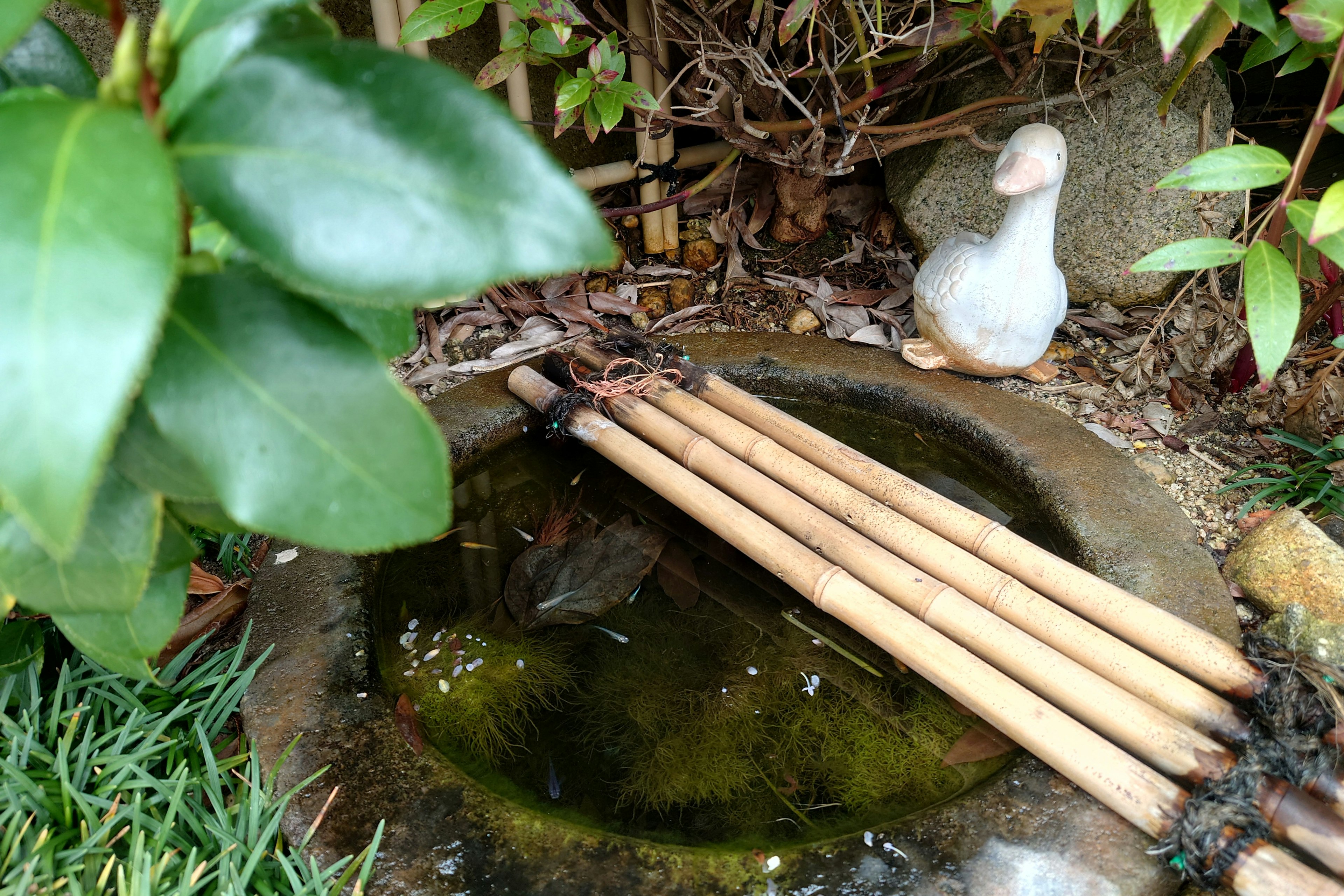 Palos de bambú junto a un pequeño estanque con una decoración de pato blanco rodeada de hojas verdes