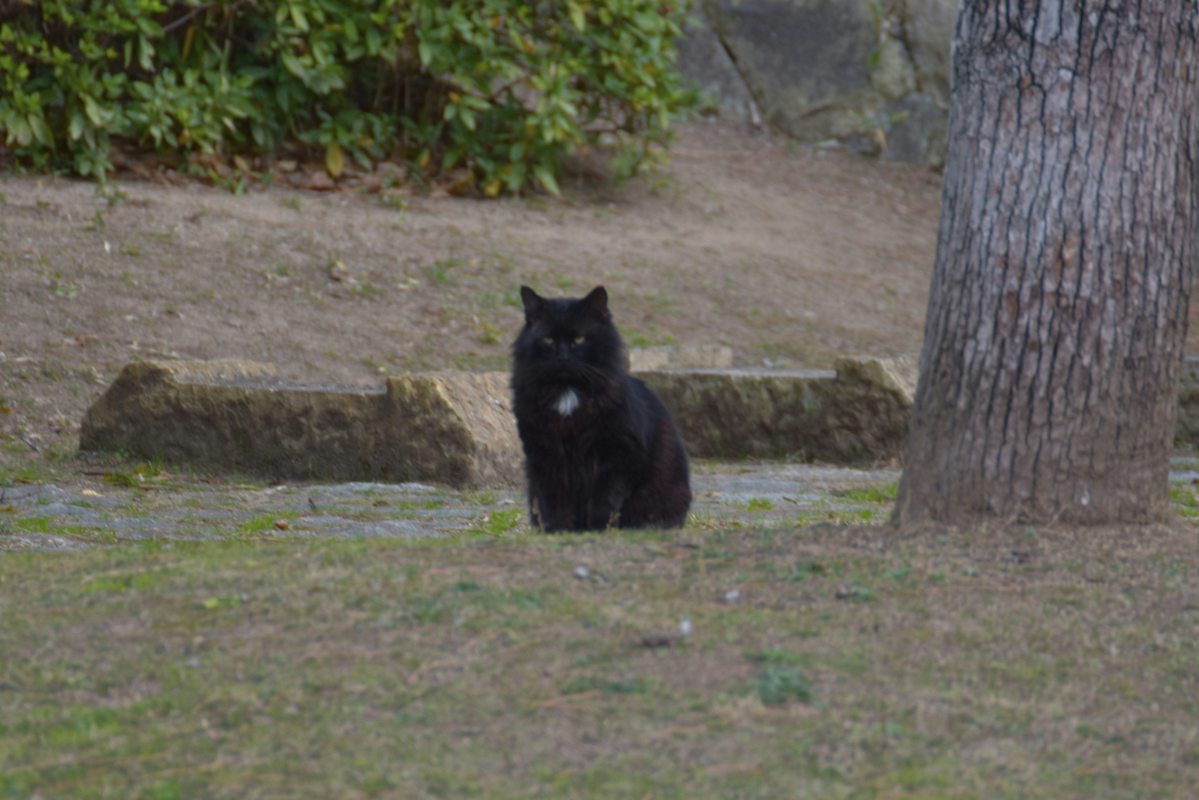 黒い猫が木の近くの草地に座っている