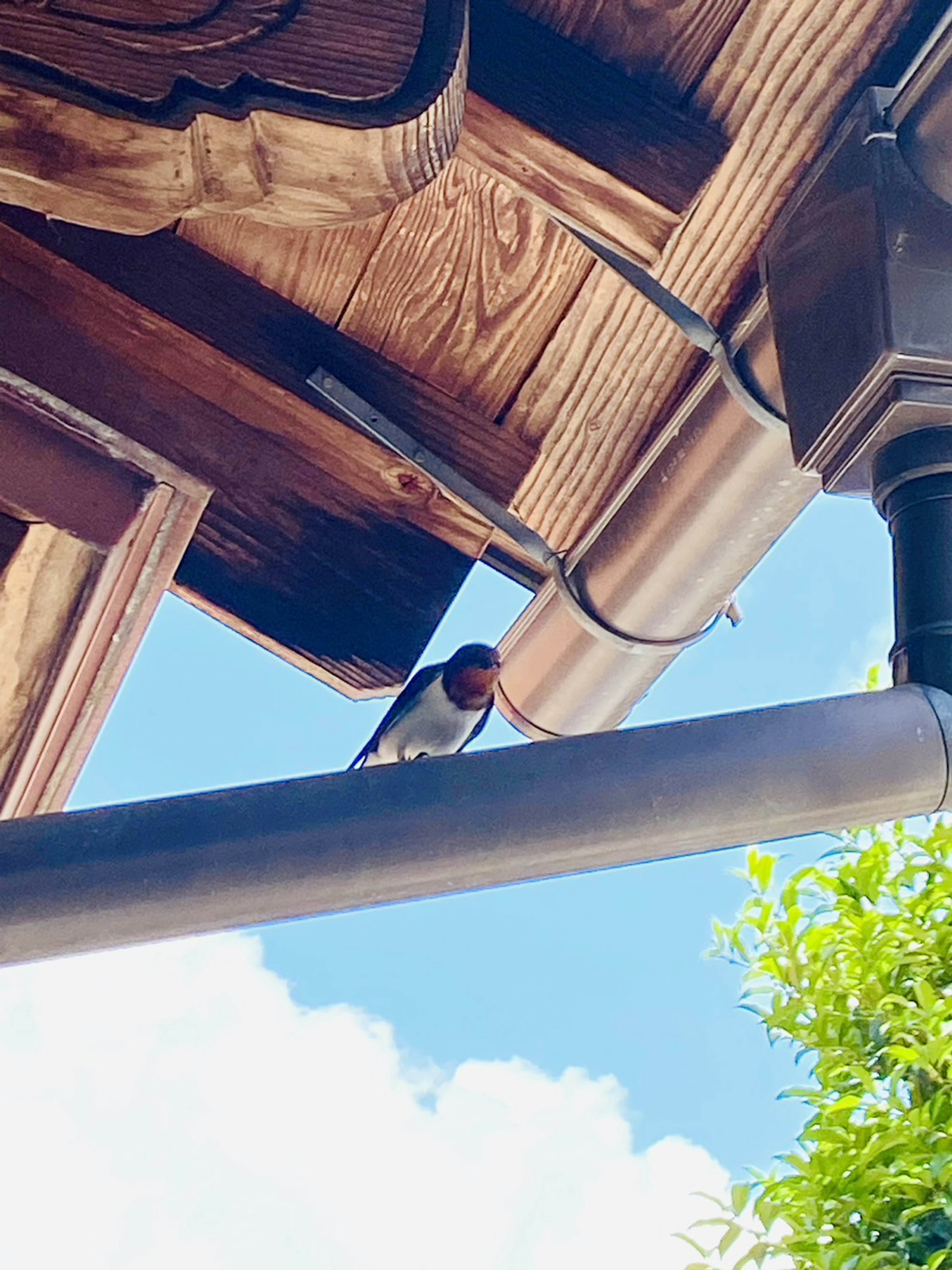 木製の屋根と青空が見える画像 鳥が屋根の下に止まっている