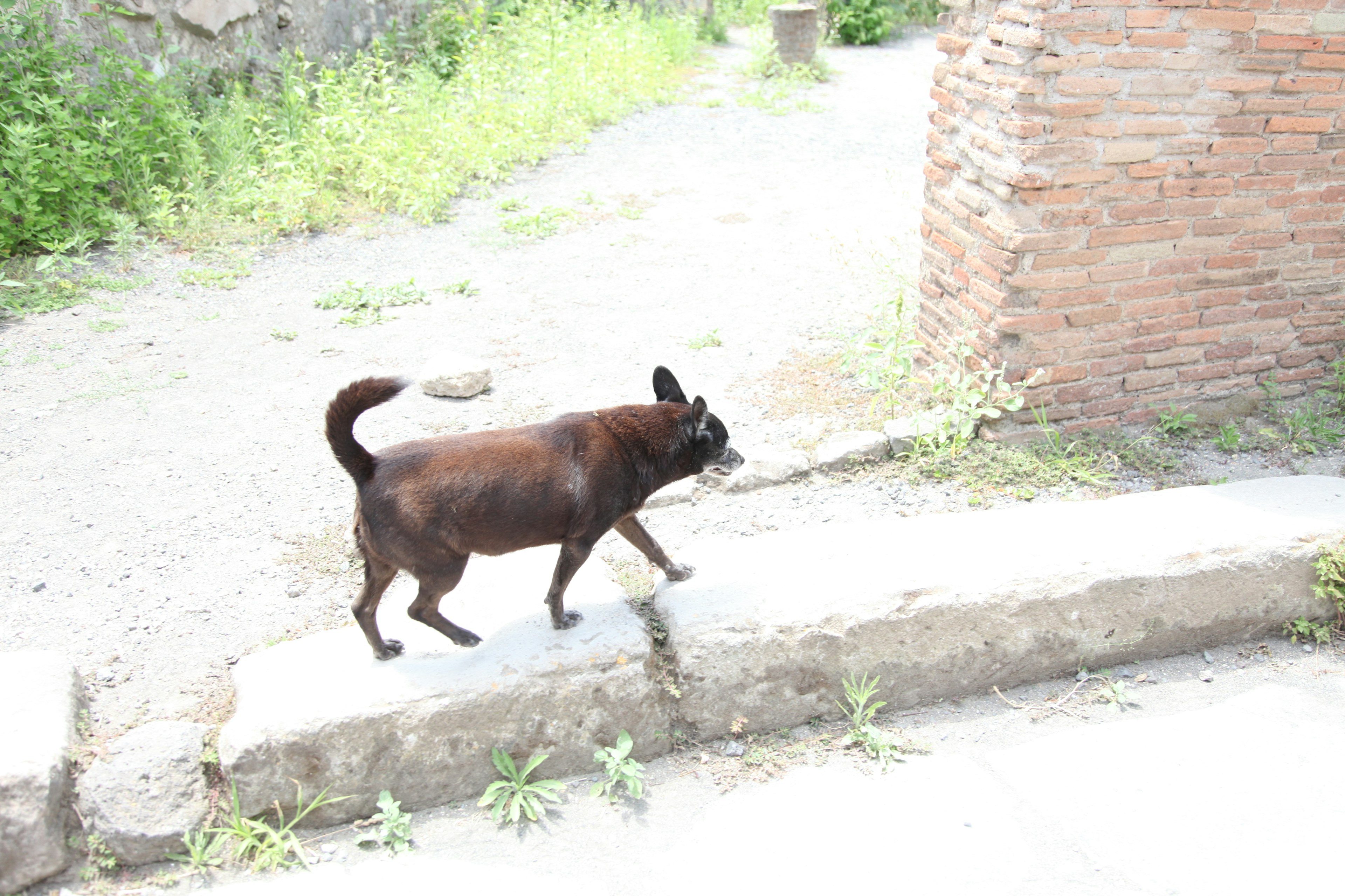 A black dog walking along a path with greenery