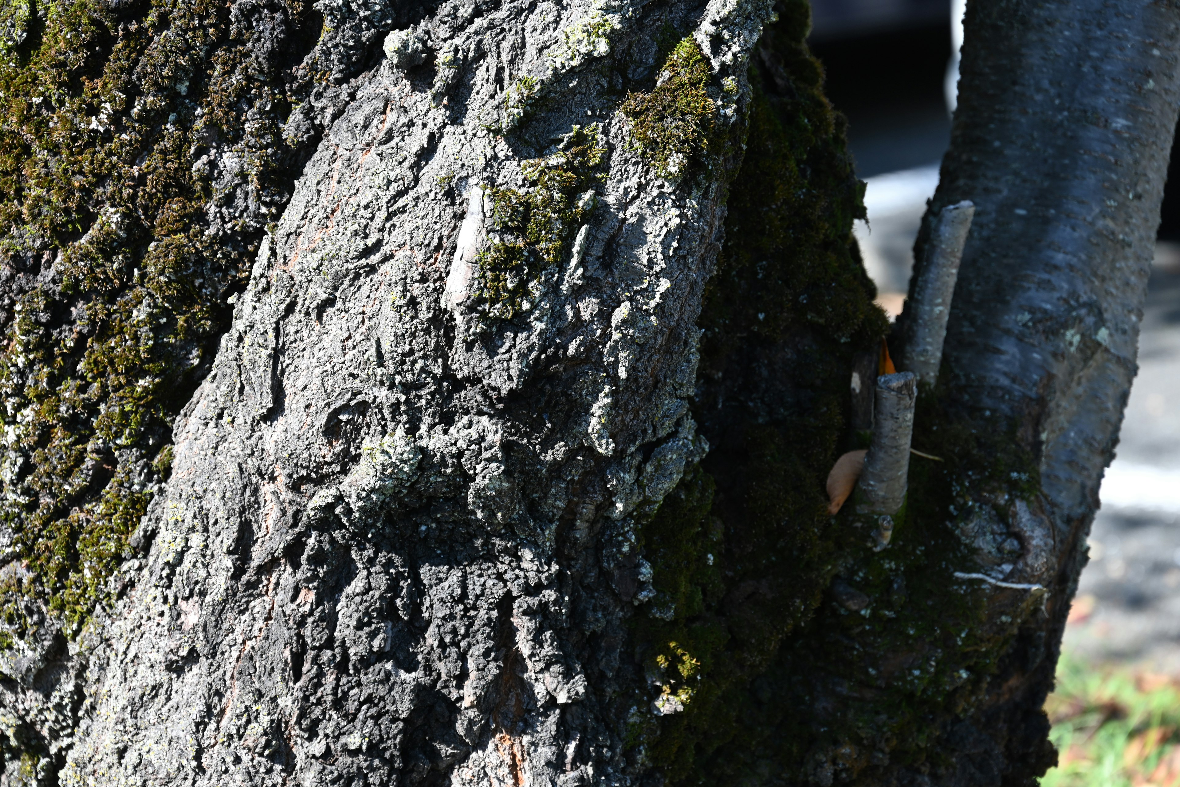 Textura detallada de un tronco de árbol con musgo