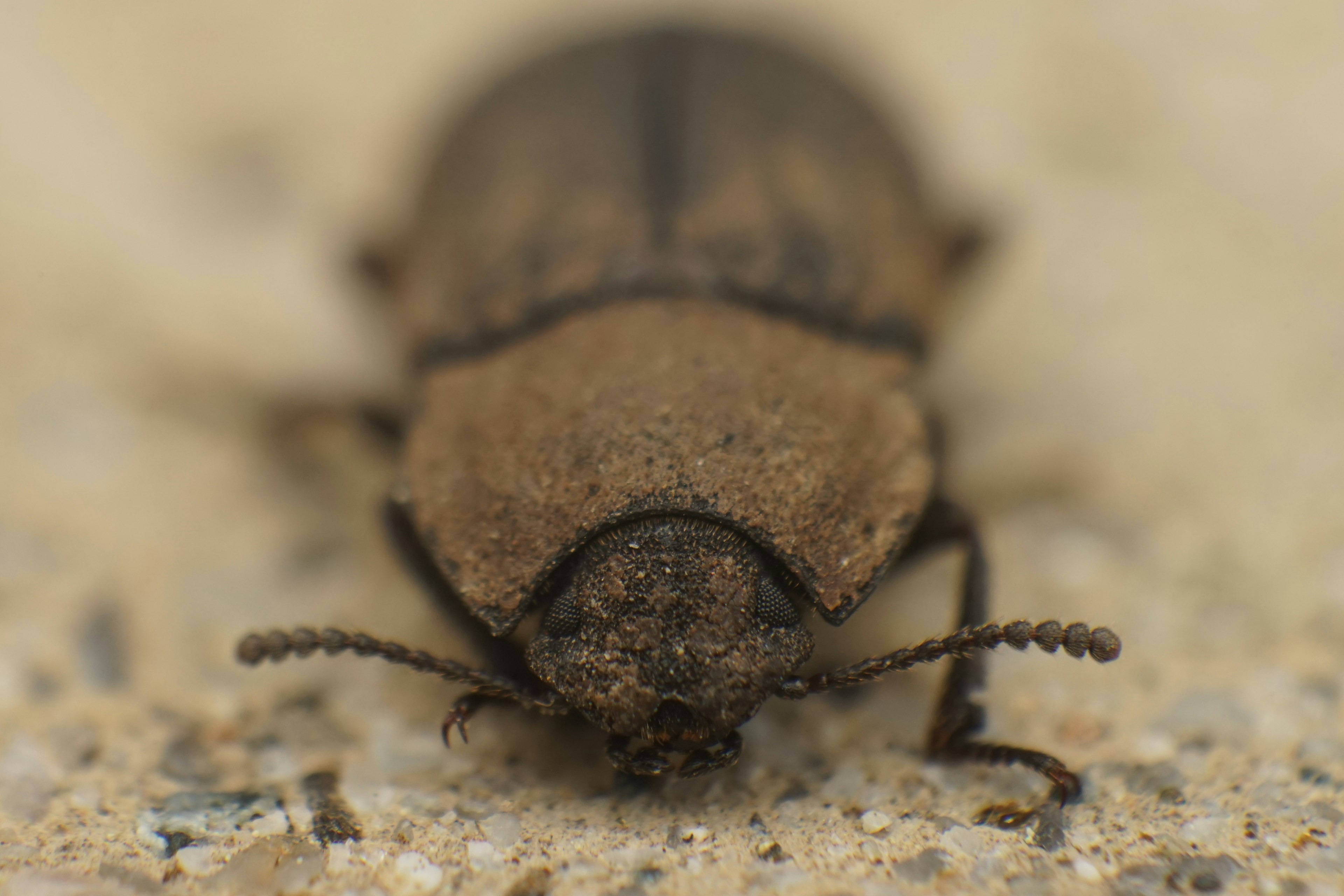 Gros plan d'un scarabée brun sur une surface texturée