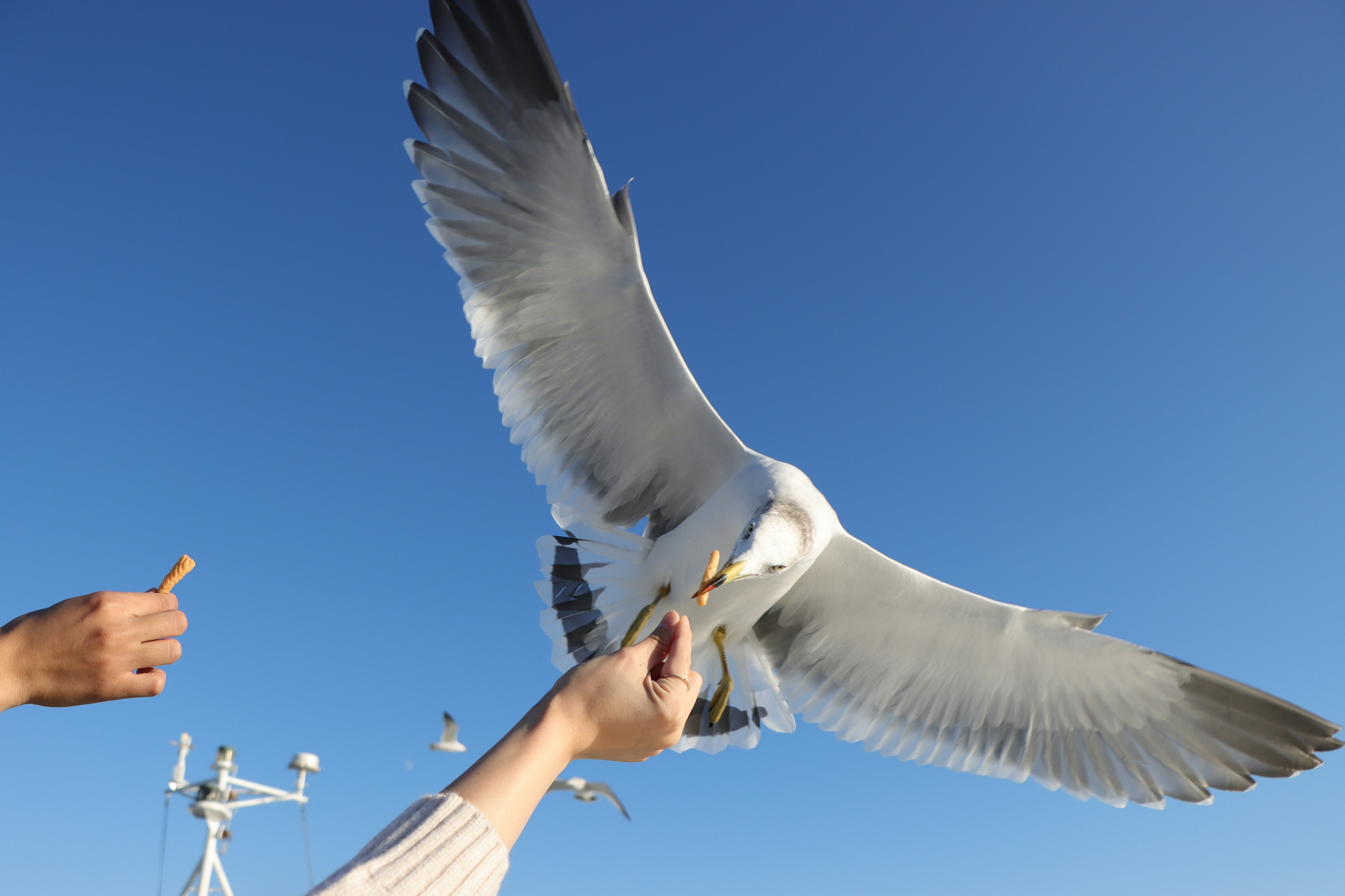 青空の下で餌を求めるカモメの羽と手