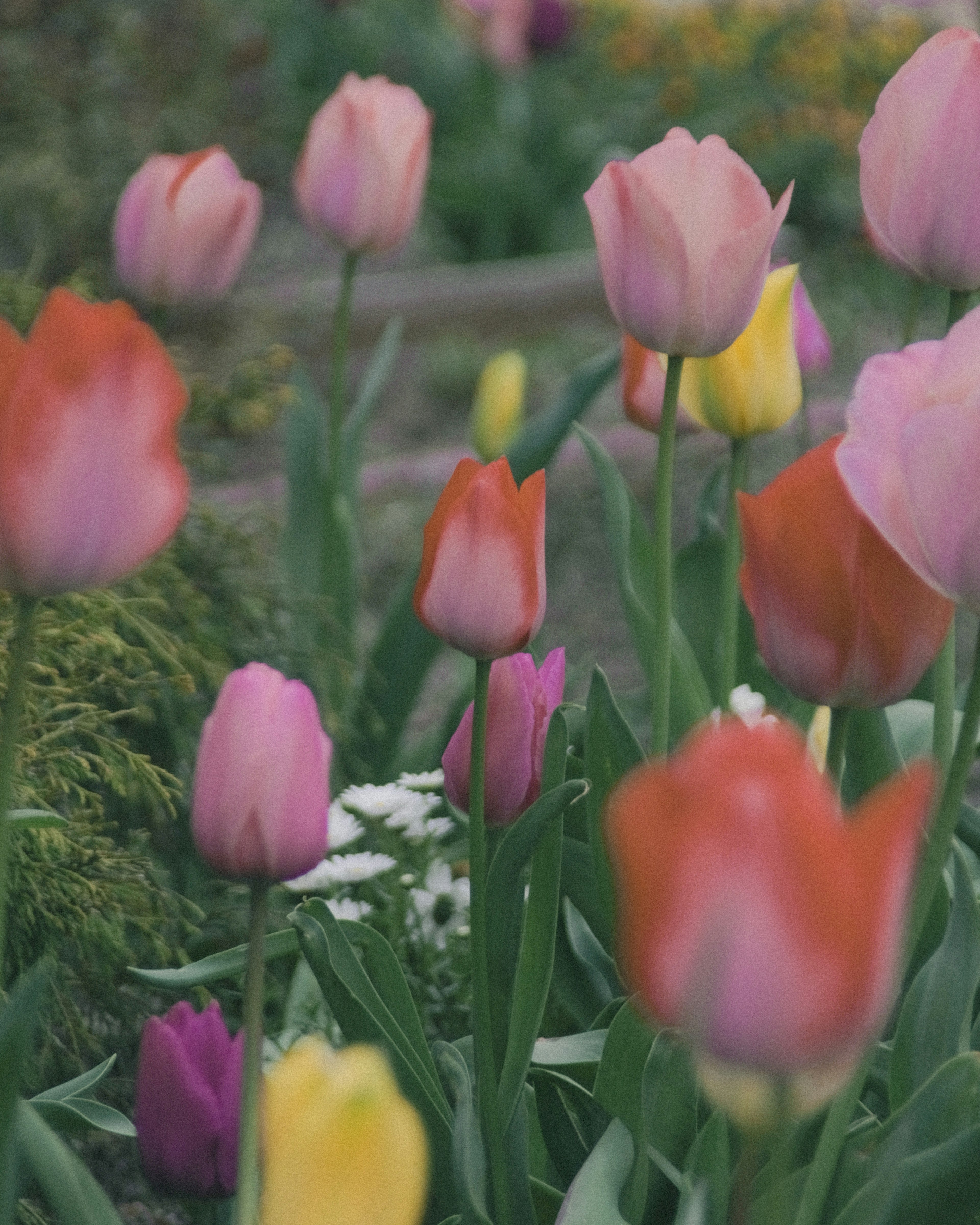 Colorful tulips blooming in a garden landscape