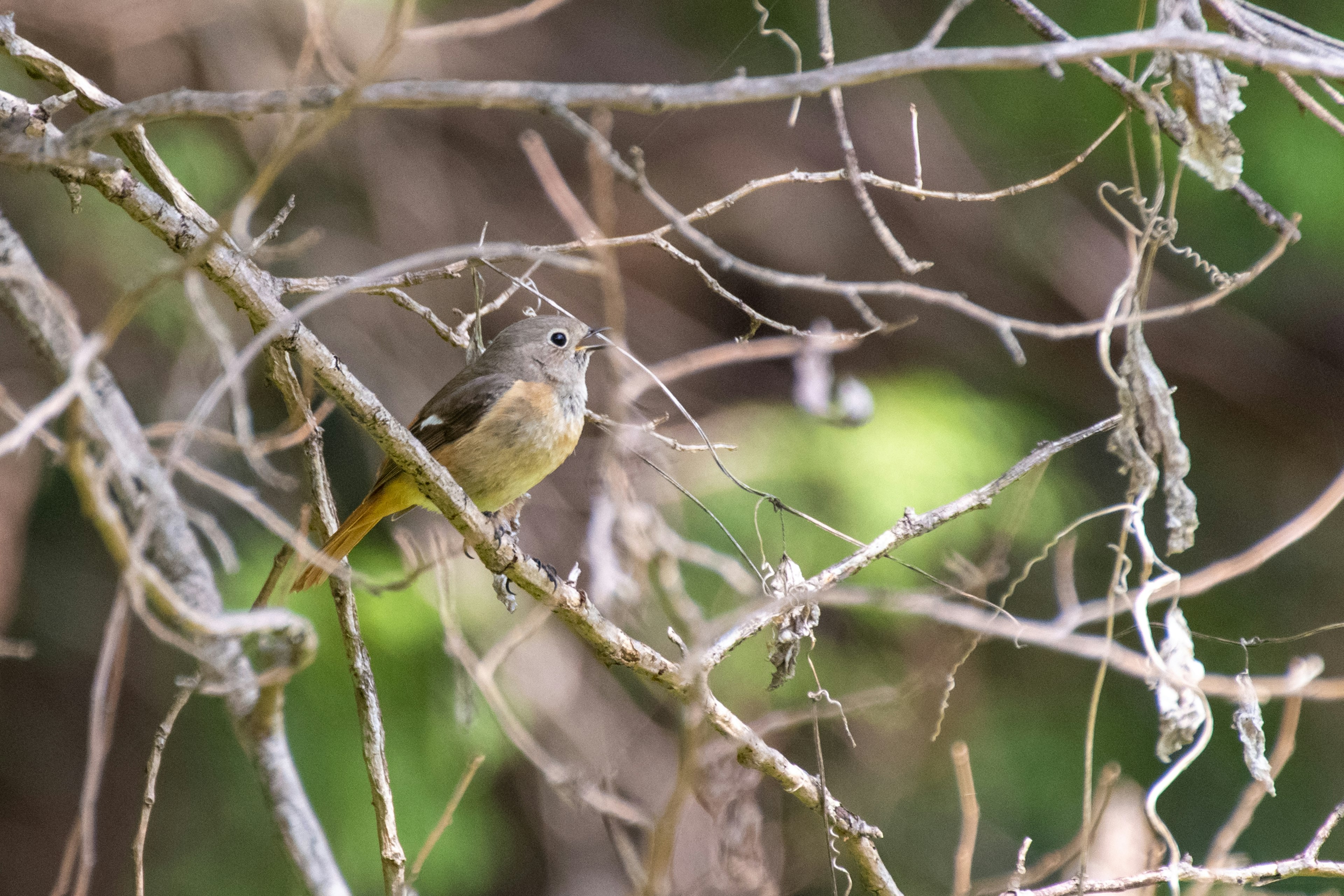 A bird perched on thin branches with a green background