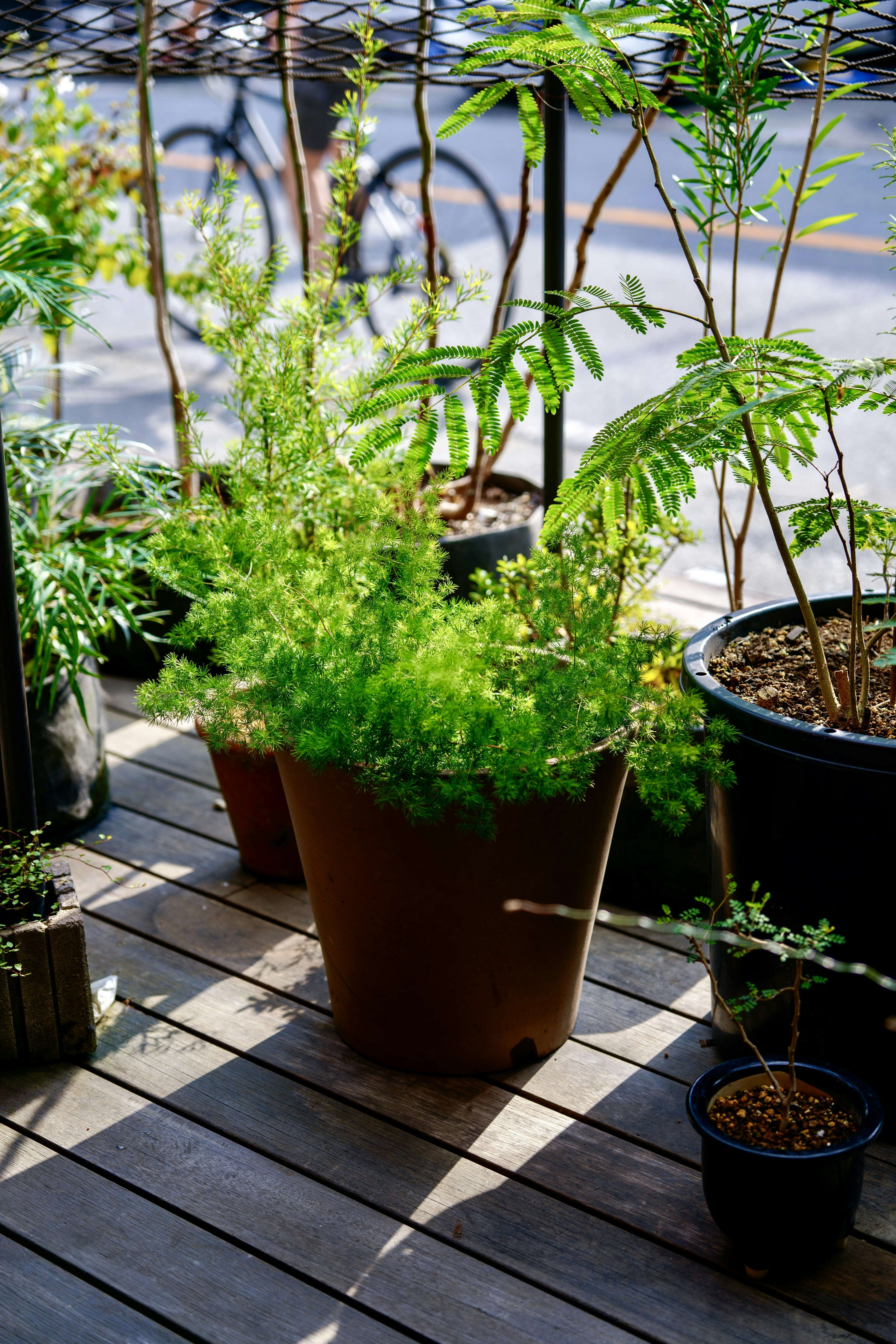 緑豊かな鉢植えの植物が並ぶテラスの光景