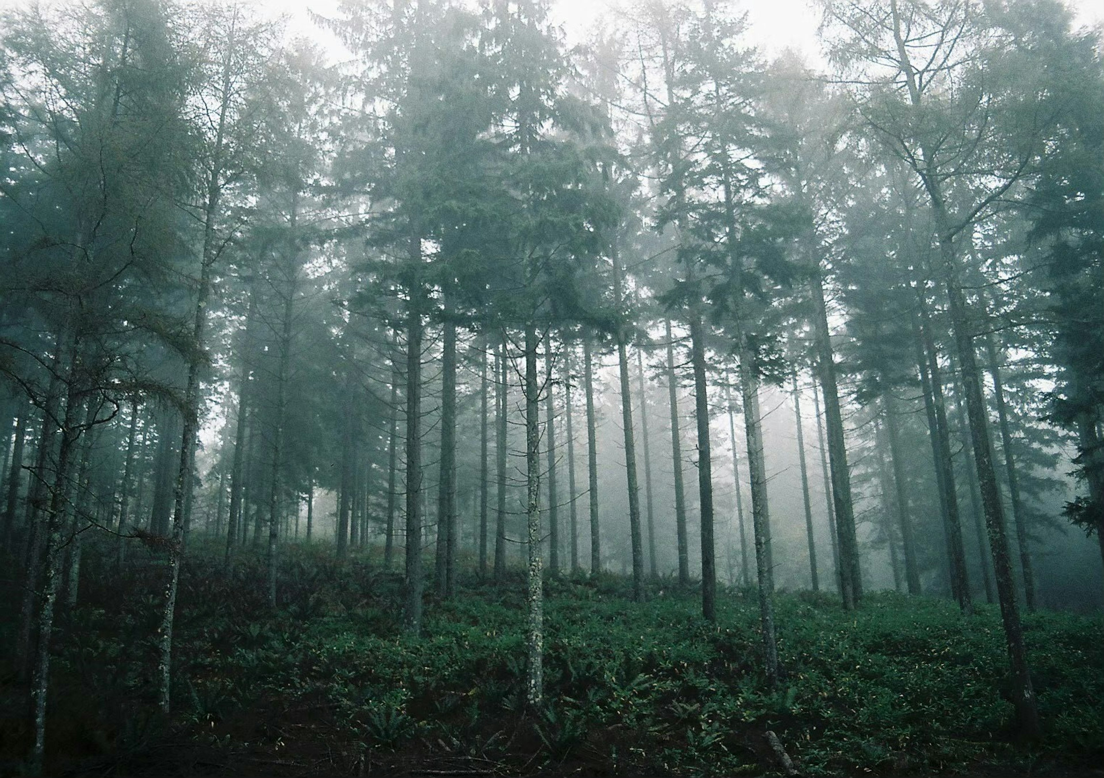 Paesaggio forestale nebbioso con alberi alti e sottobosco verde