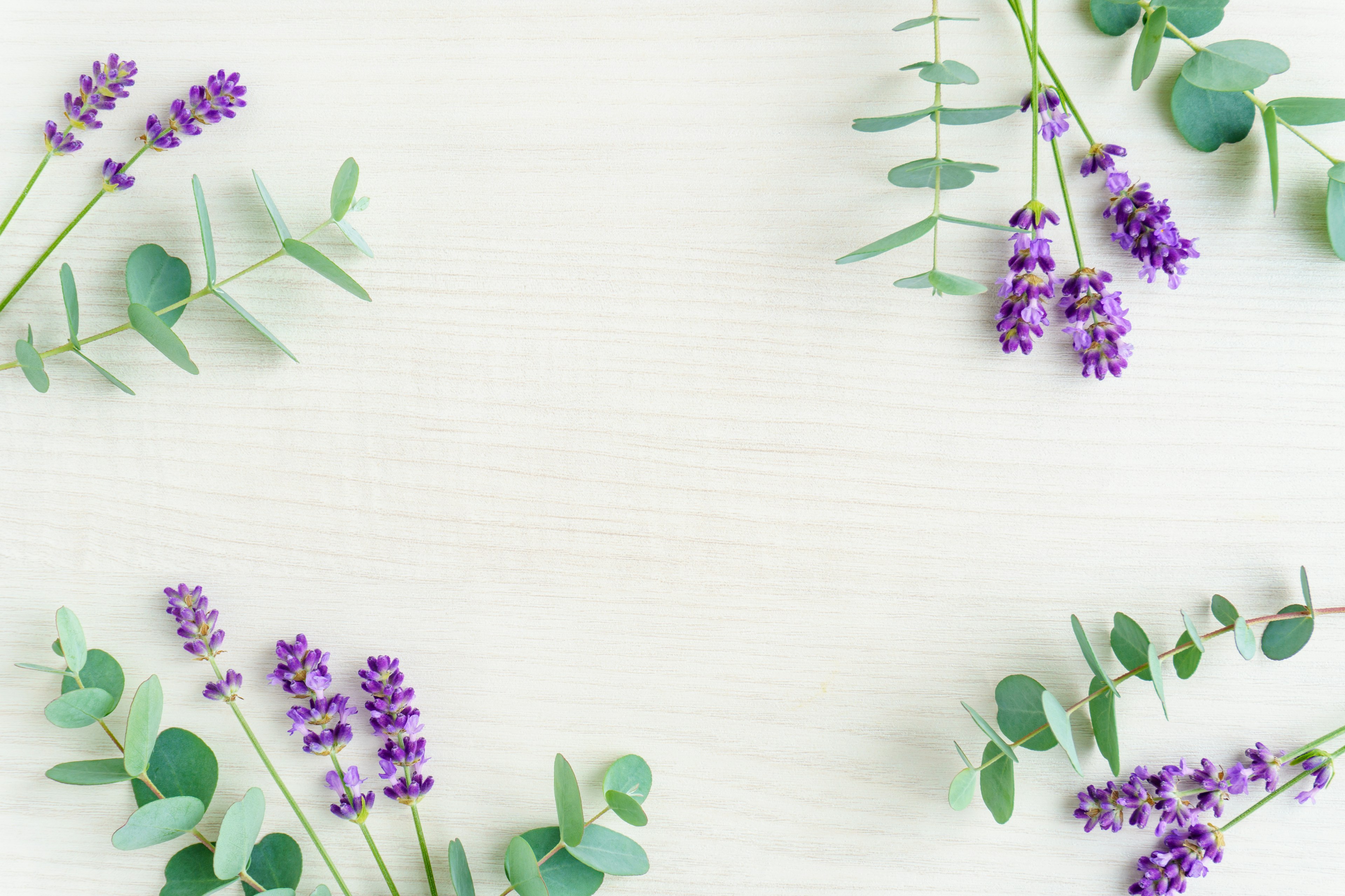 Hermosa disposición plana de lavanda púrpura y hojas de eucalipto verdes