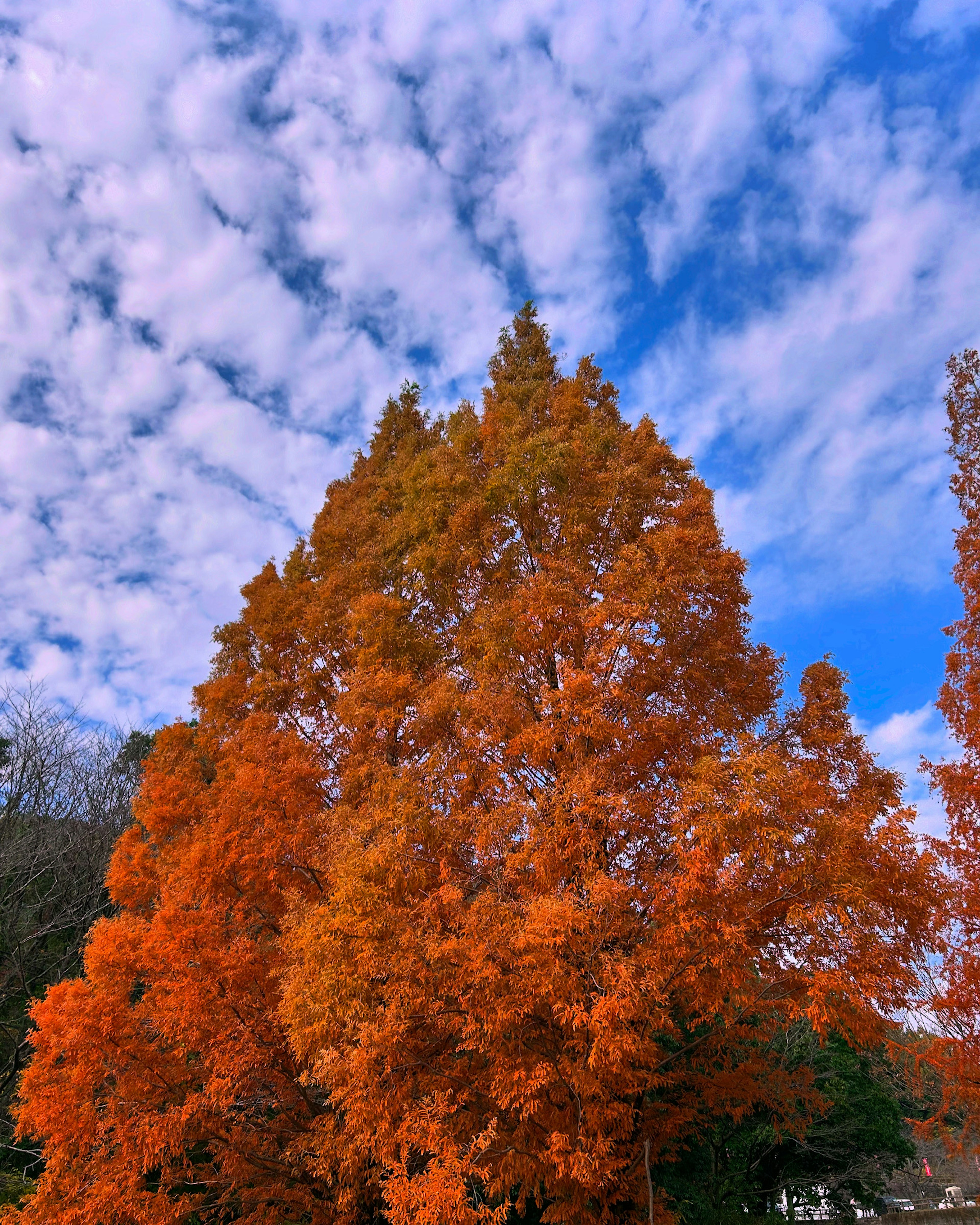 Árbol con hojas naranjas brillantes en otoño contra un cielo azul