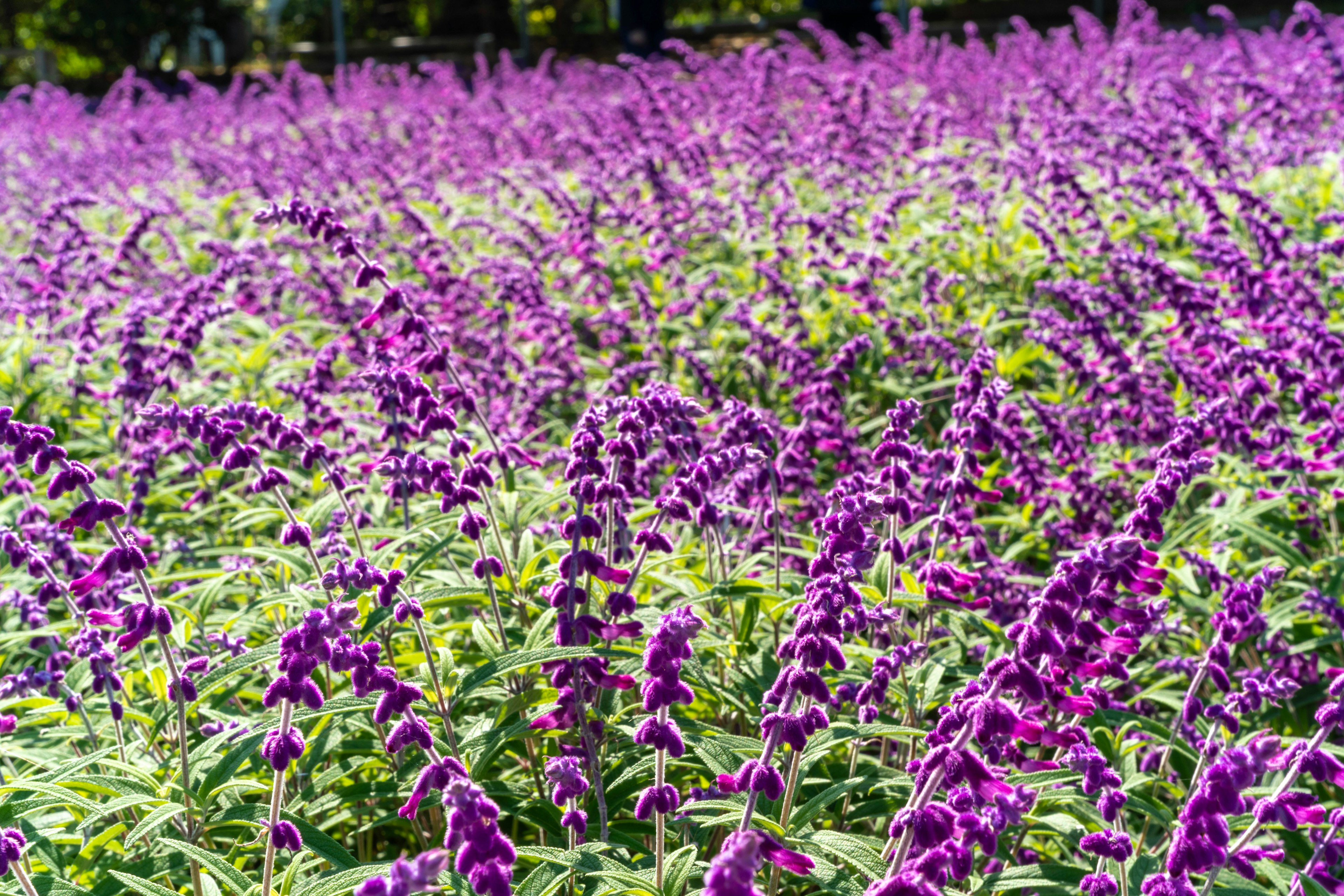 Lebendiges Feld mit lila Blumen in voller Blüte