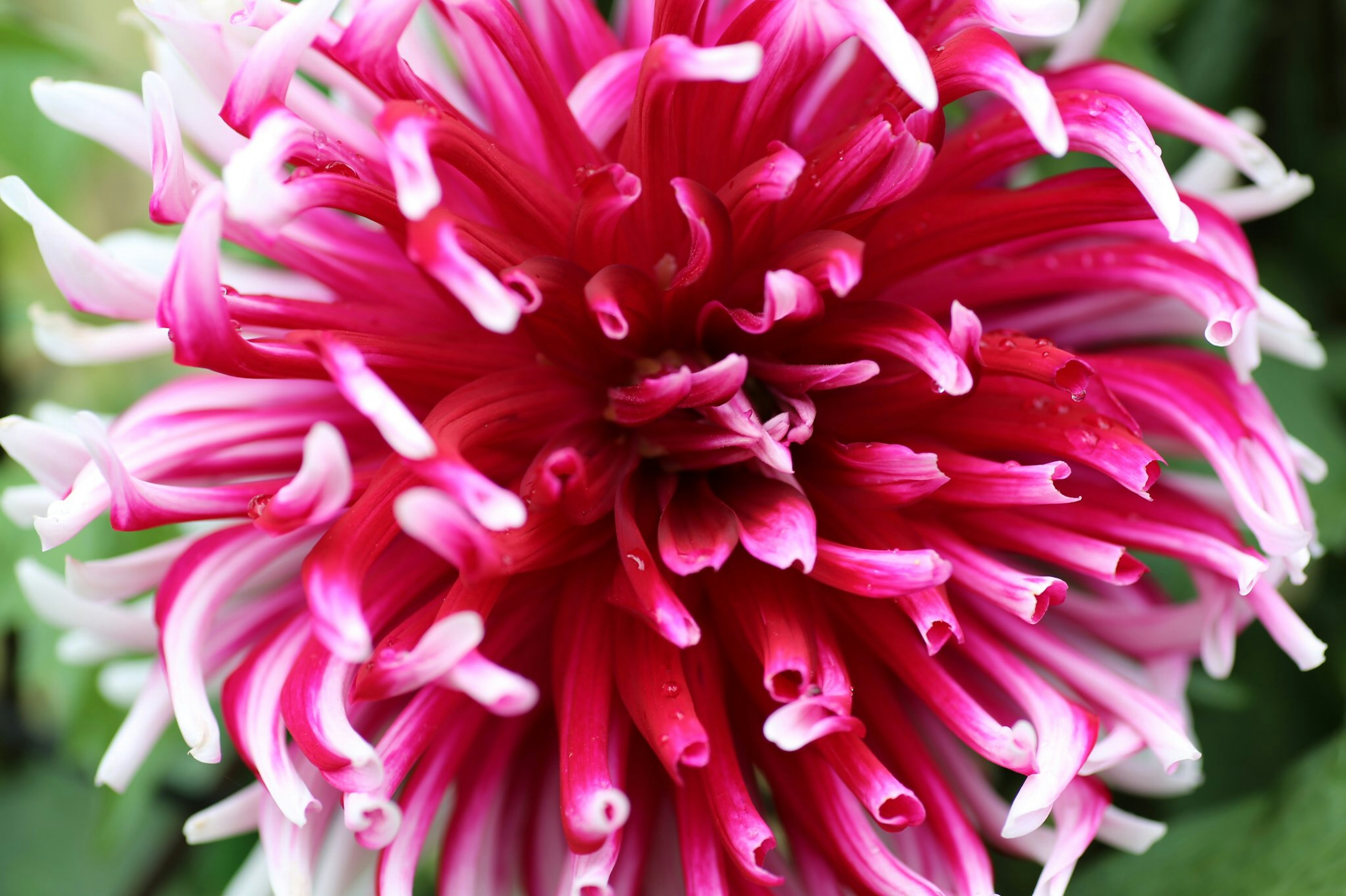 Close-up of a vibrant pink and white flower with unique petal shapes