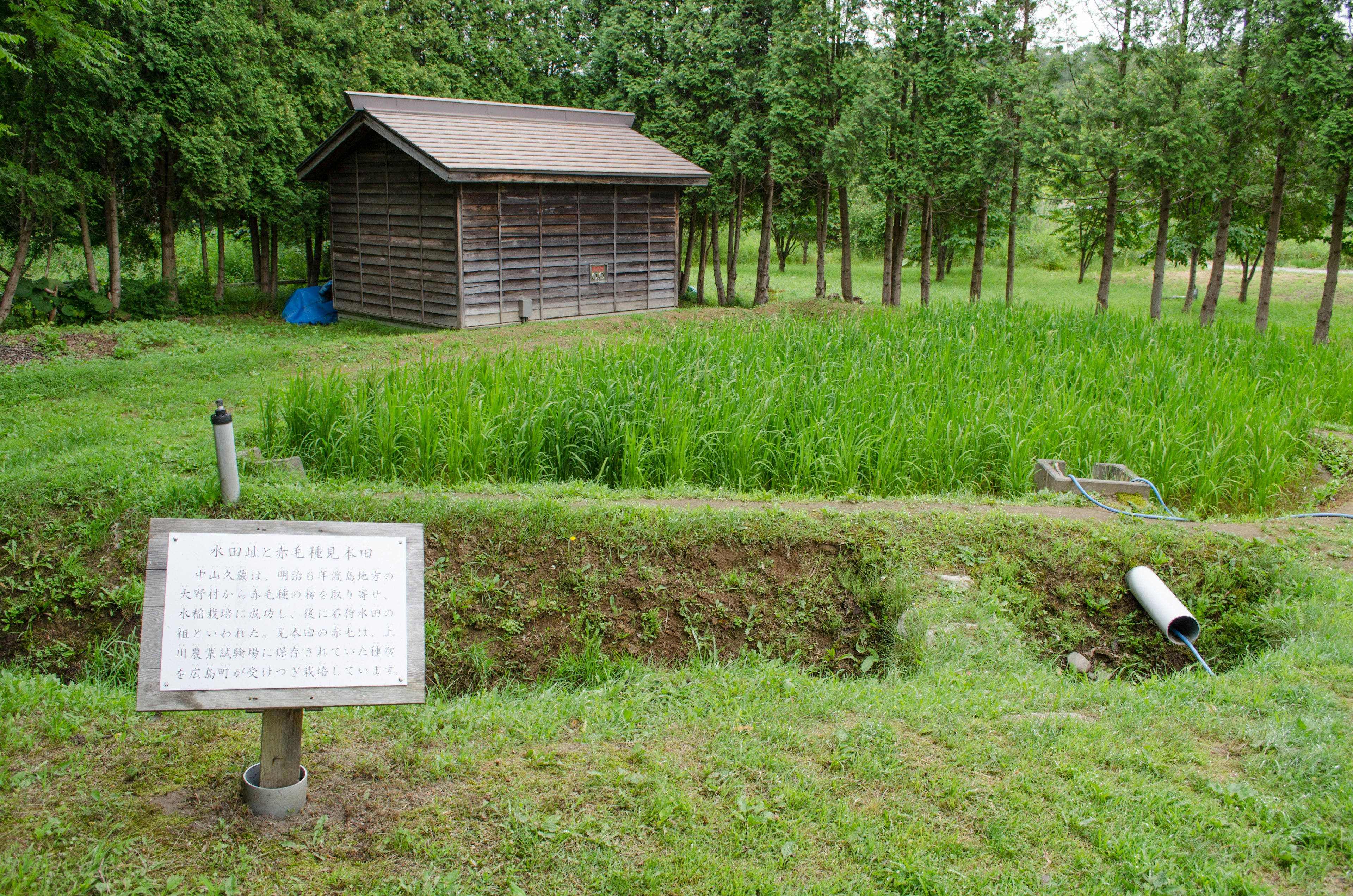 A wooden shed surrounded by green rice paddies with a narrow water channel and an informational sign