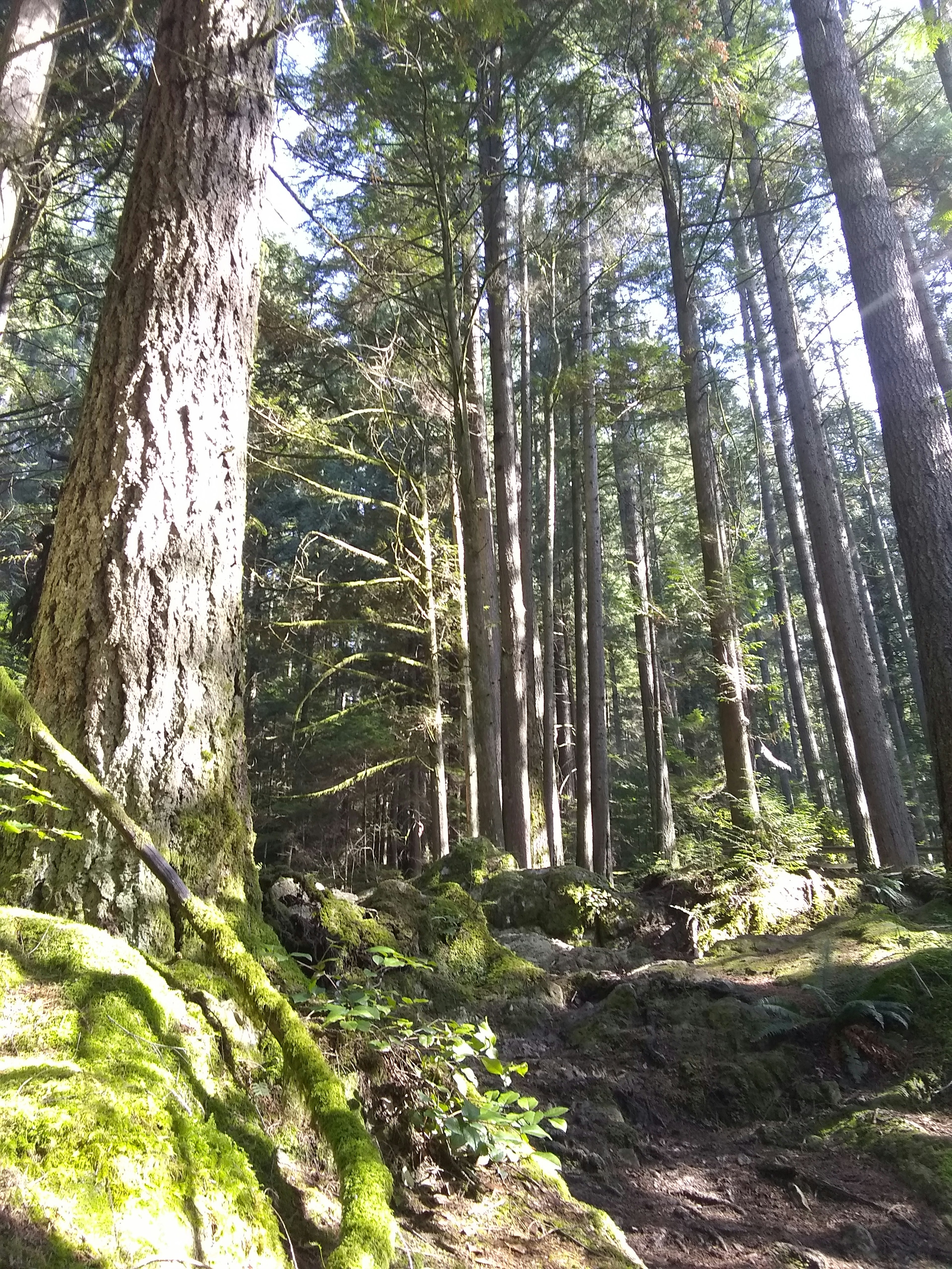 A lush forest path with tall trees and sunlight filtering through the branches