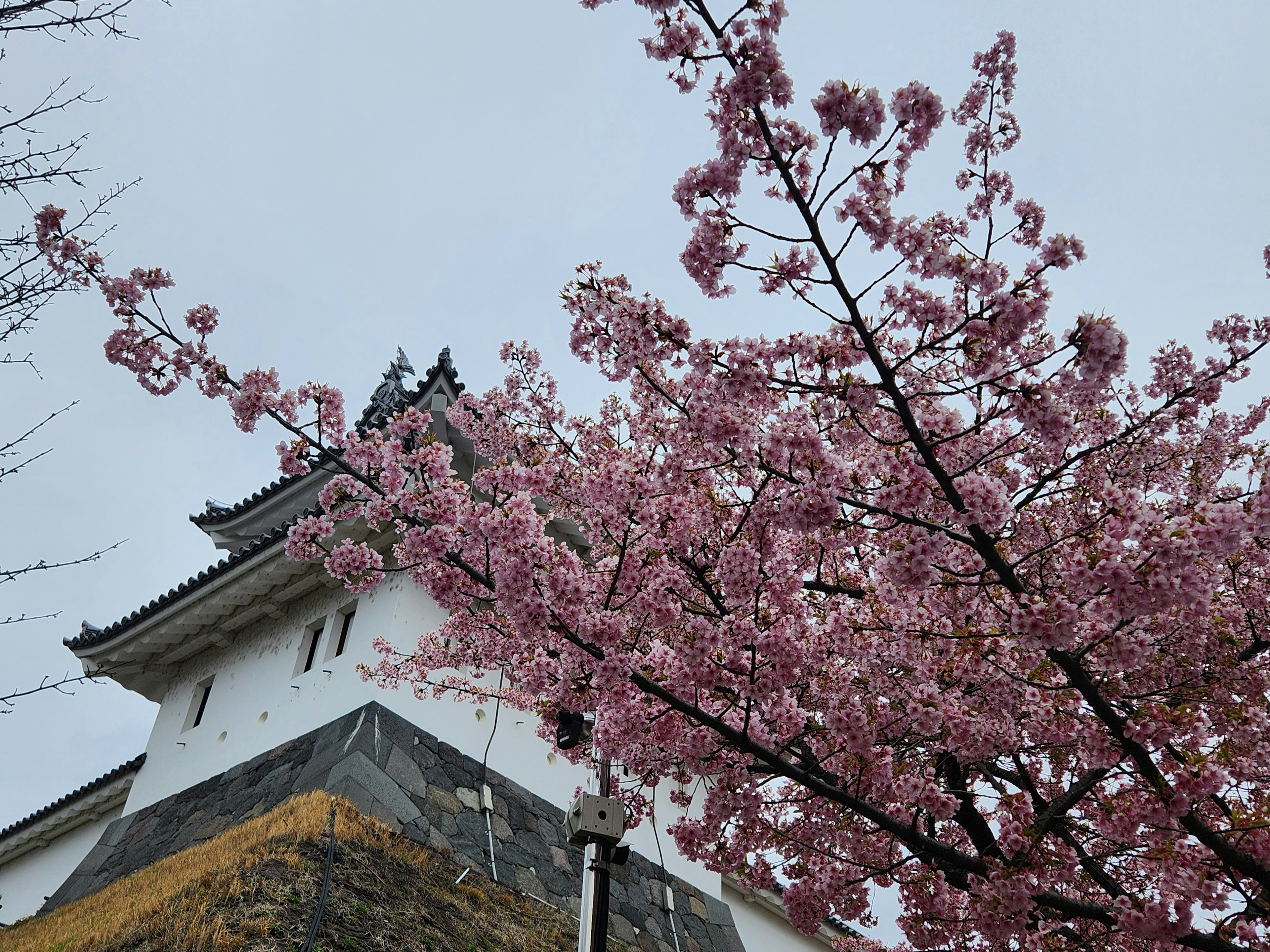 Kirschblüten im Vollblüte mit einem traditionellen Schloss im Hintergrund