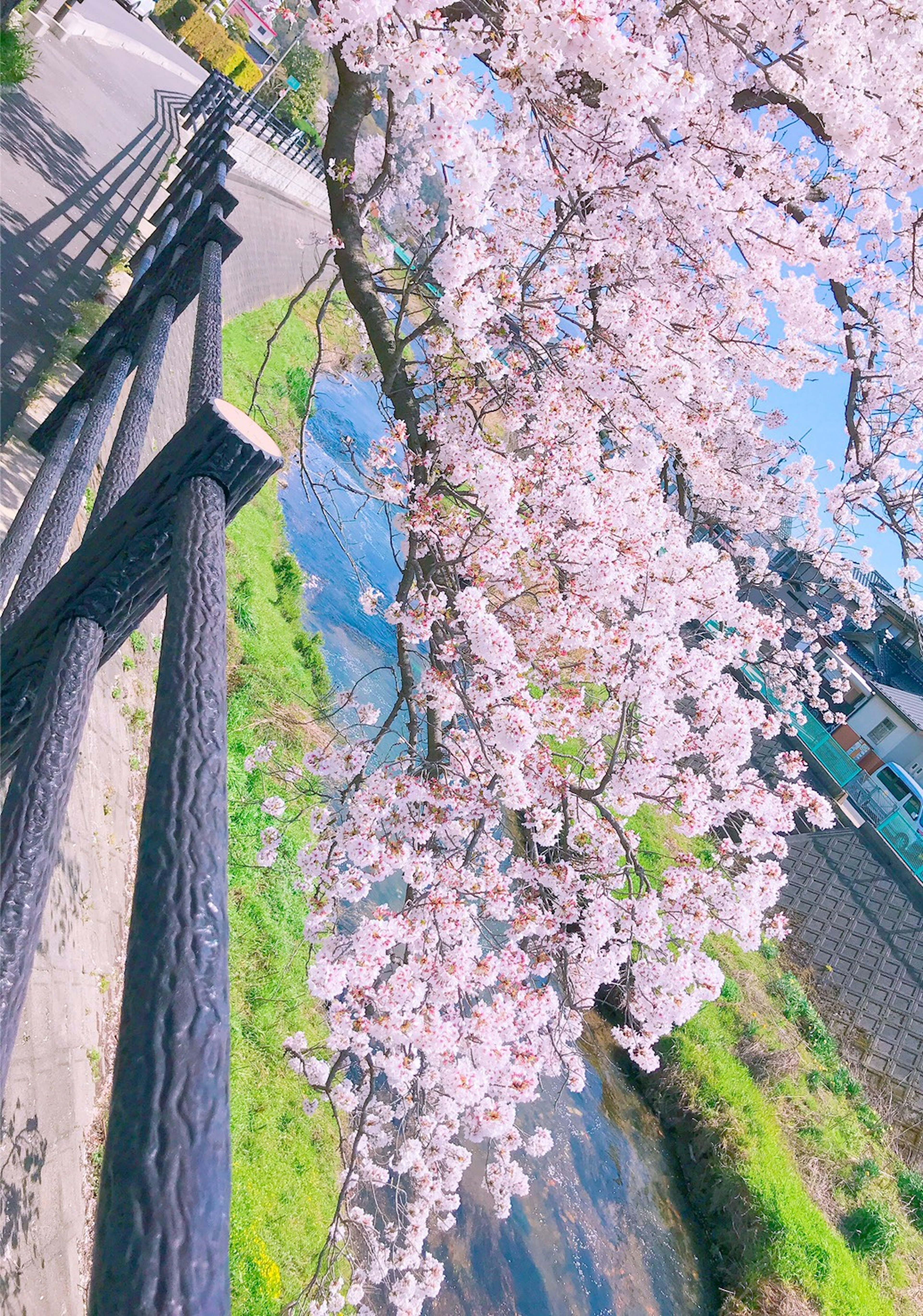 Cherry blossom tree near a river with a blue sky