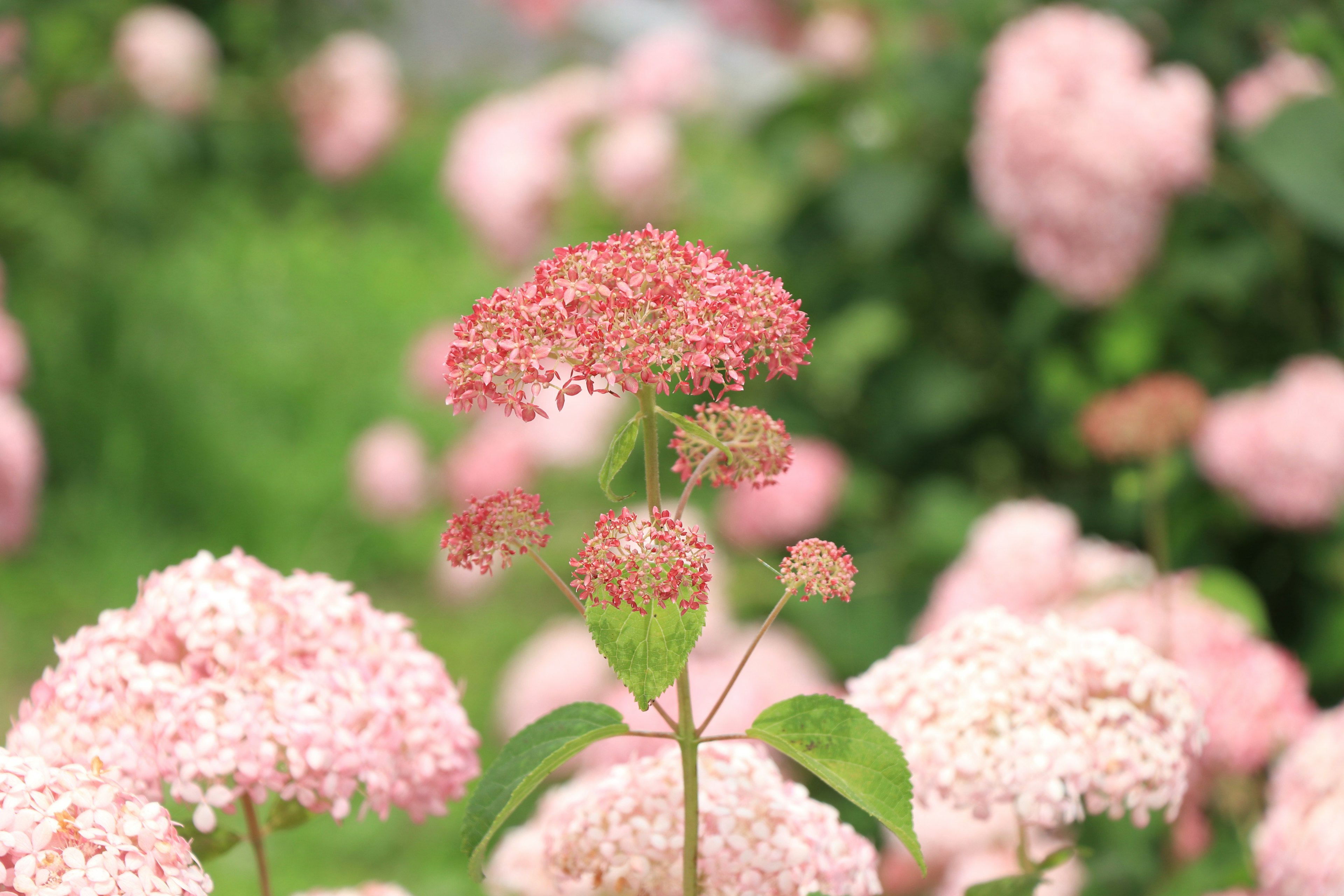 薄いピンク色の花が咲く植物のクローズアップ背景に緑の葉が広がる