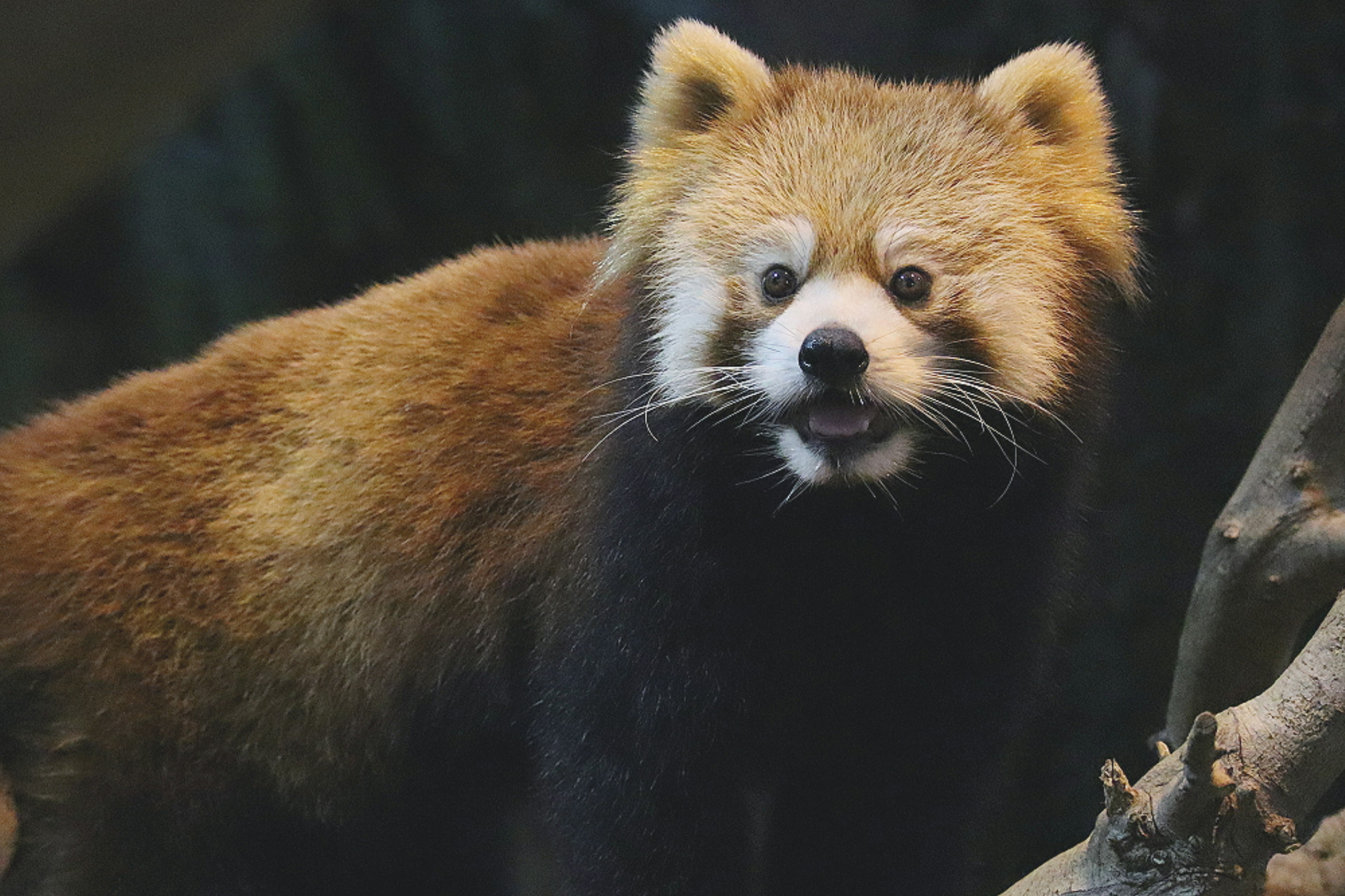 Roter Panda schaut neugierig von einem Baum