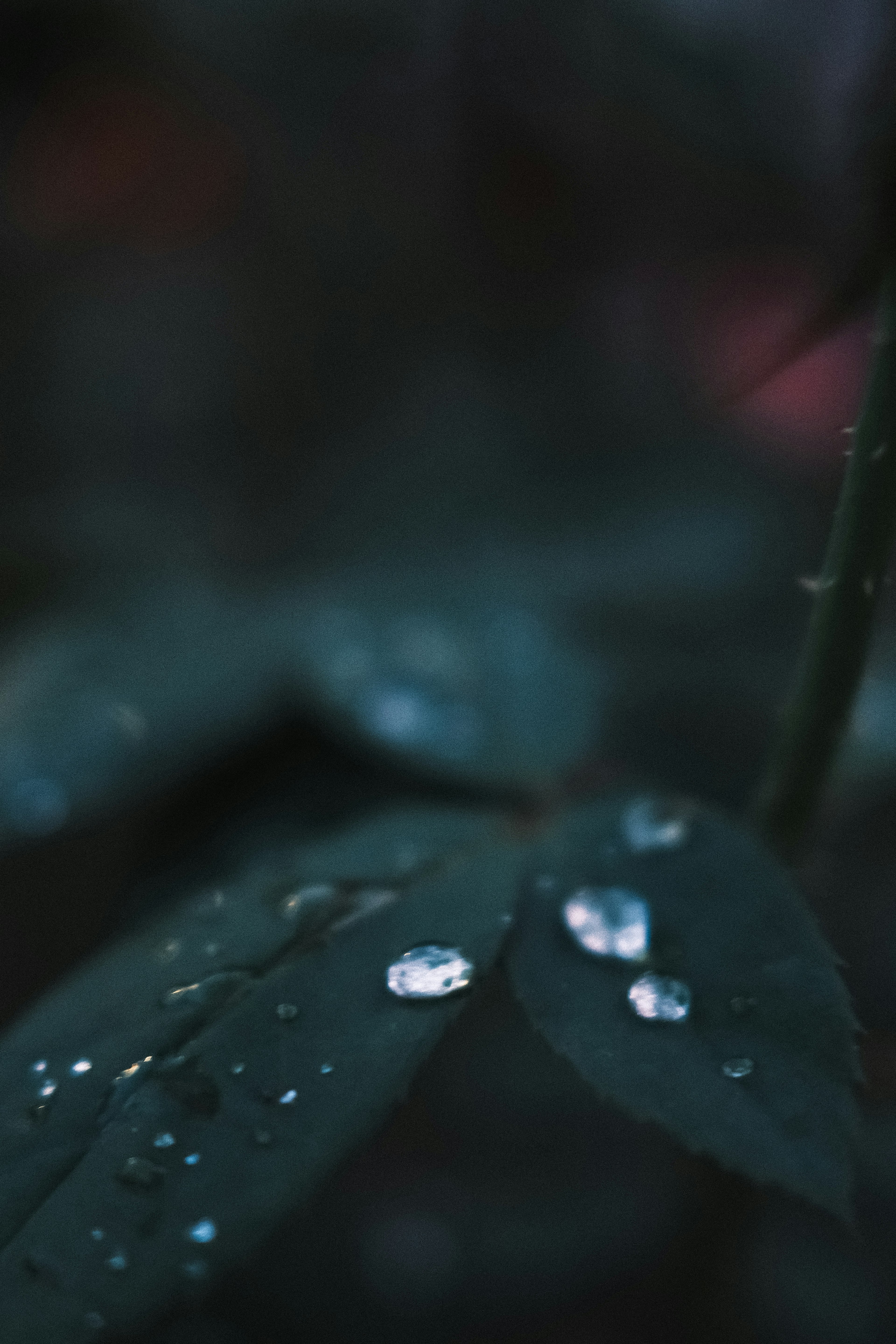 Acercamiento de hojas verdes oscuras con gotas de agua