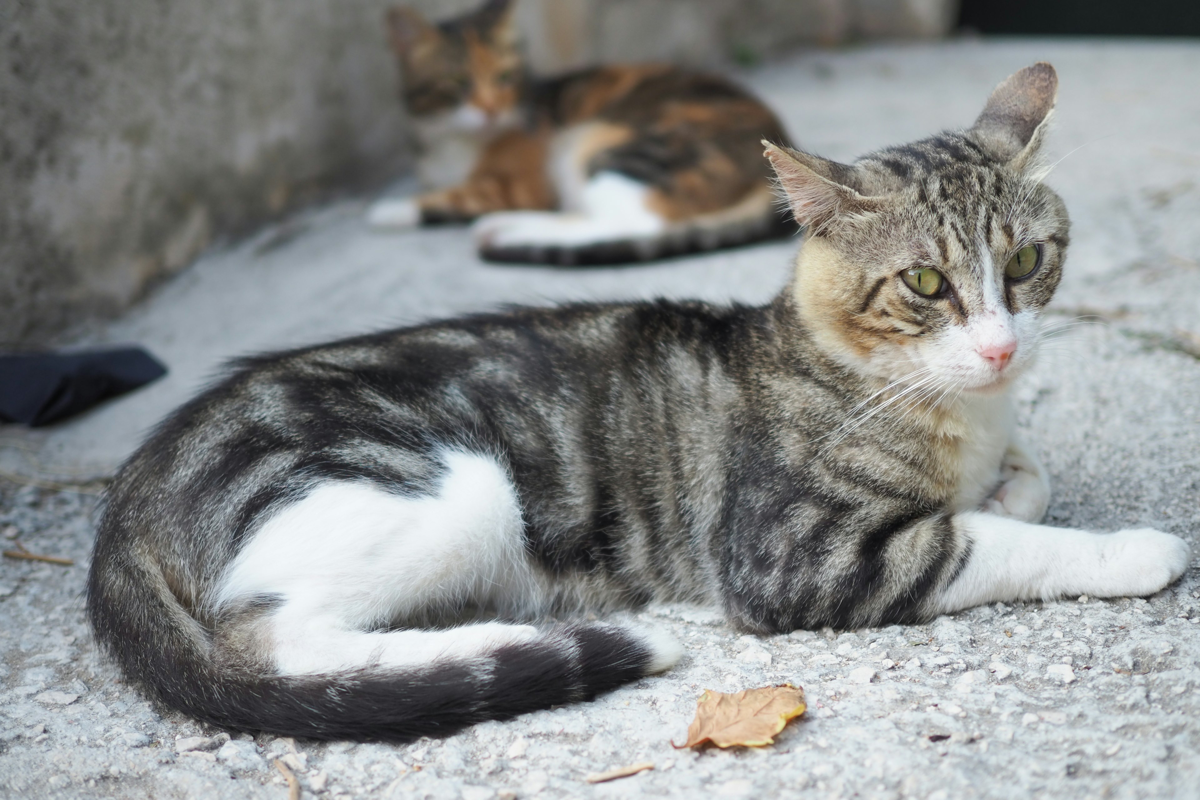 Un chat rayé gris et blanc allongé avec un autre chat en arrière-plan