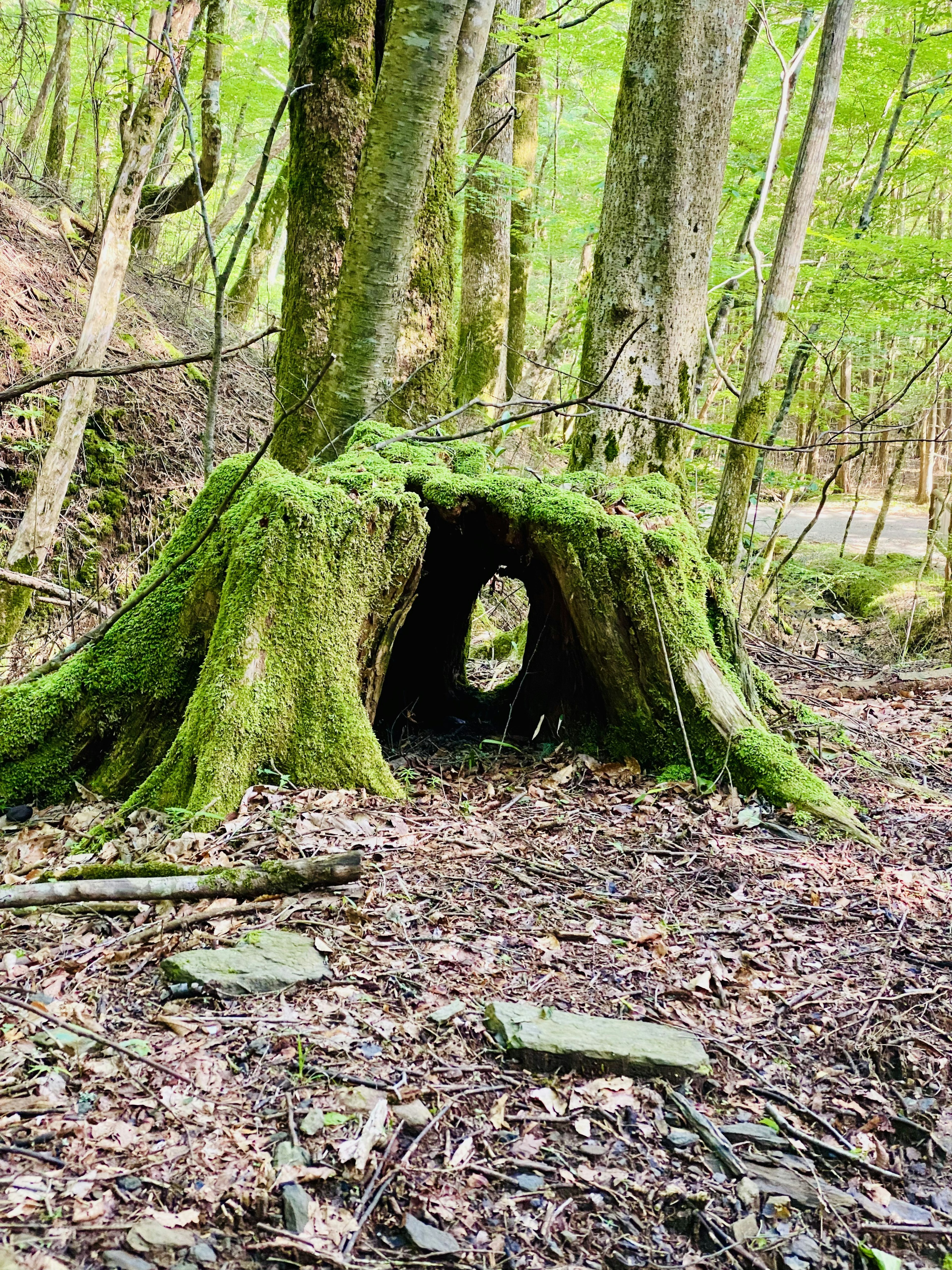 苔むした木の根元にある洞穴のような形状の木の切り株