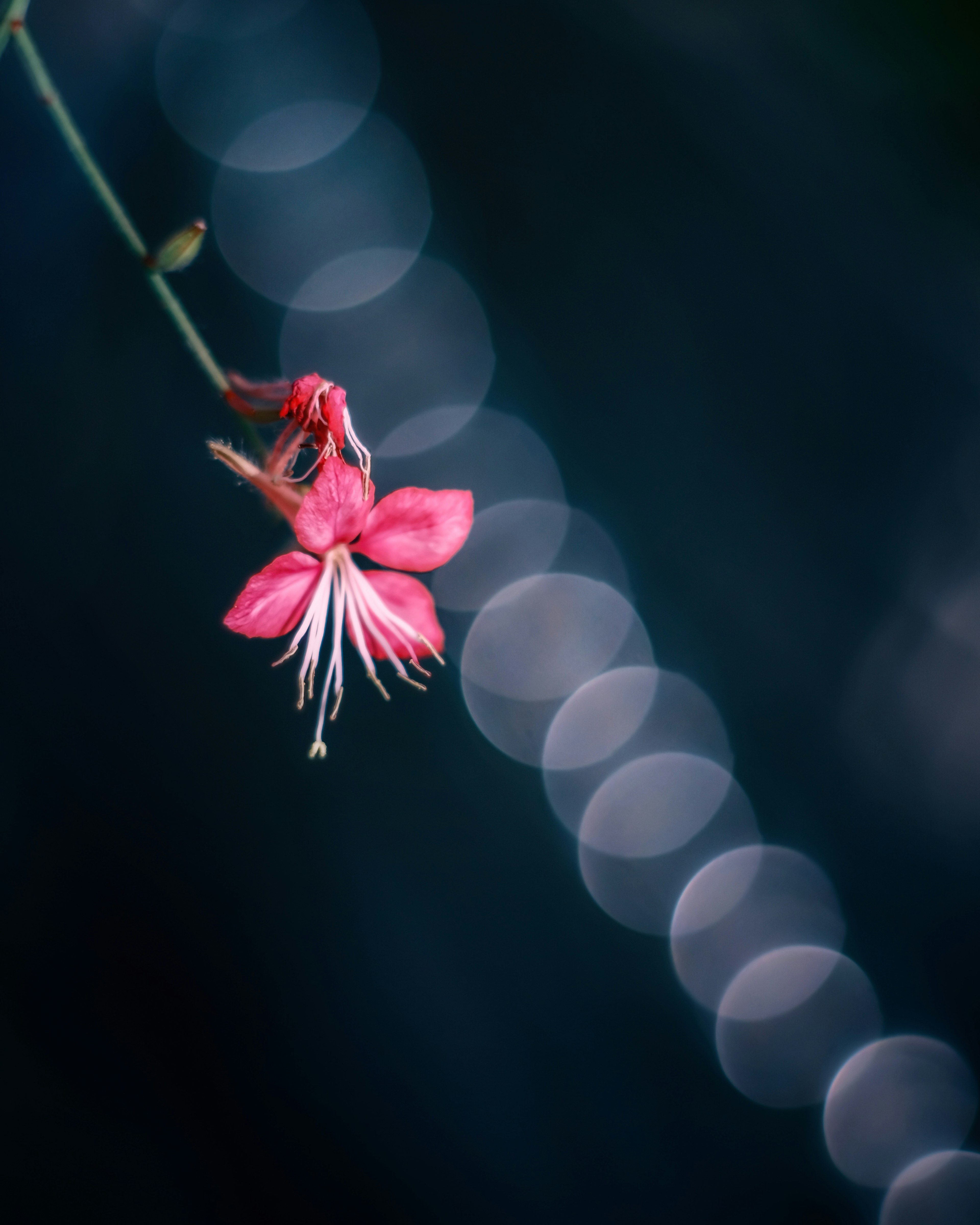 A pink flower with a beautiful bokeh effect against a dark background