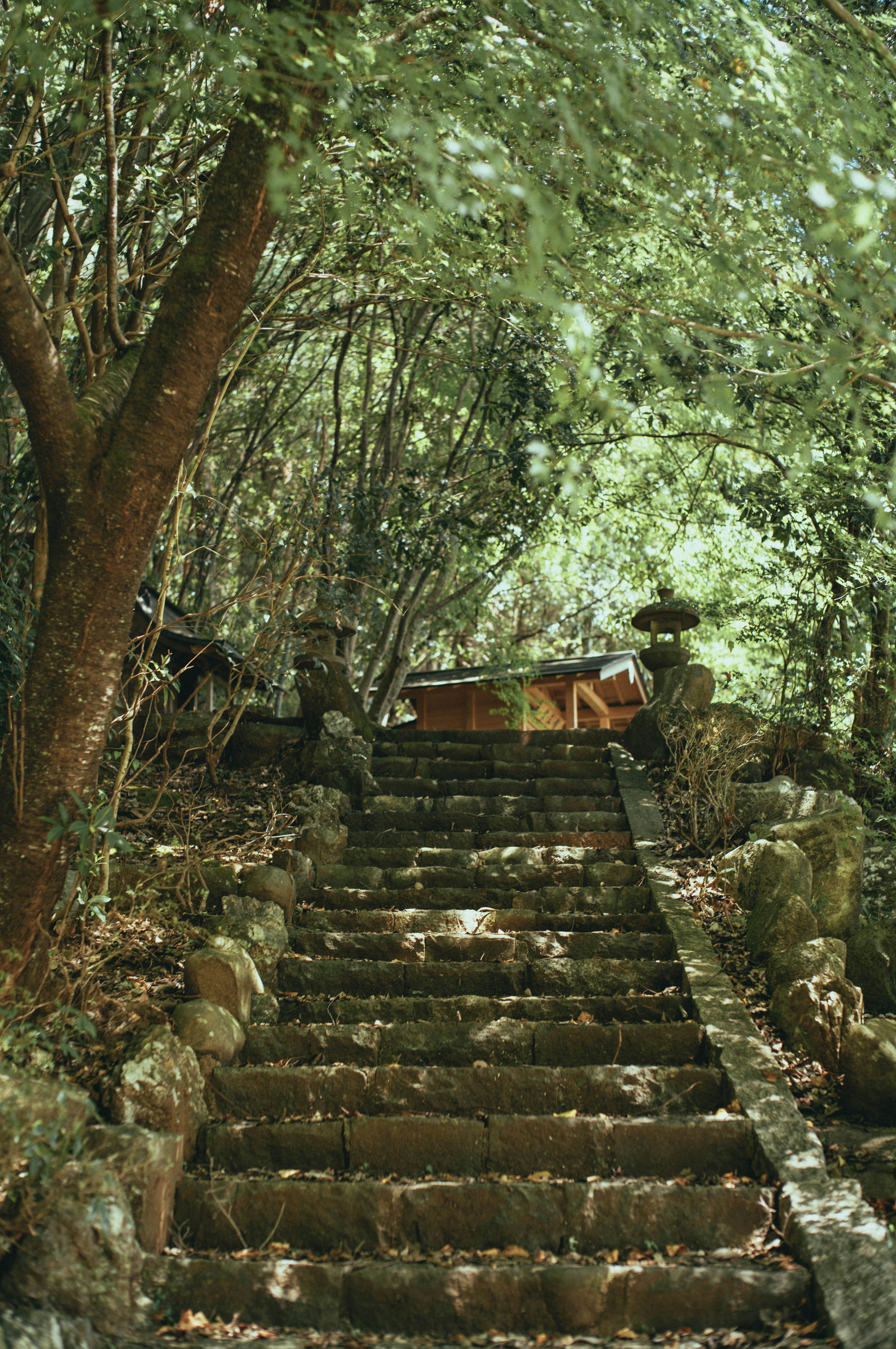 緑に囲まれた石段が続く風景 上に小屋のような建物が見える