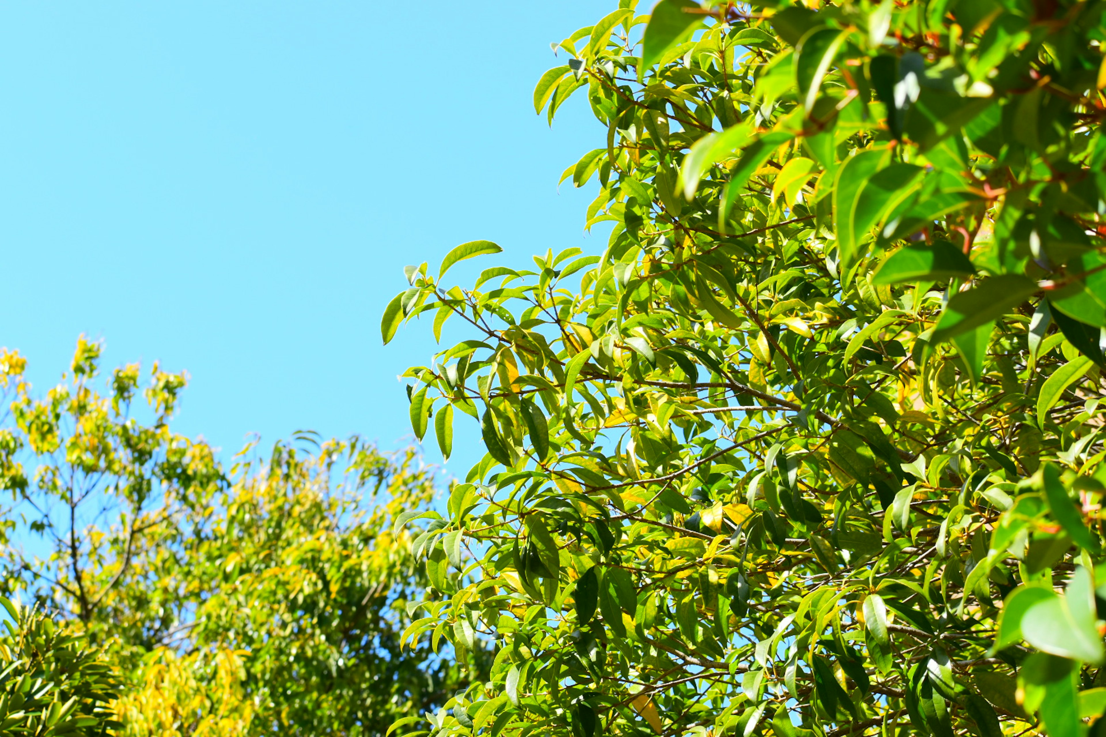 Árboles verdes exuberantes y hojas bajo un cielo azul